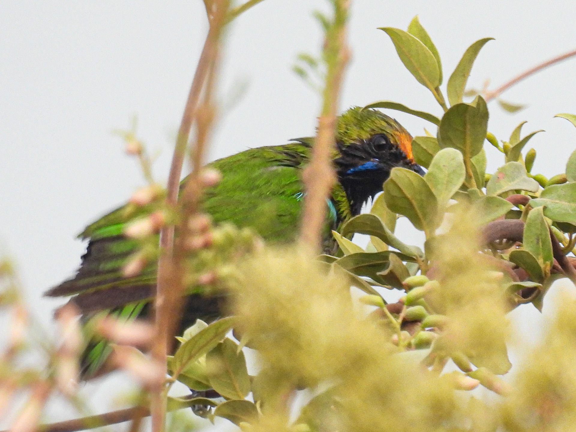 Gold-fronted Leafbird