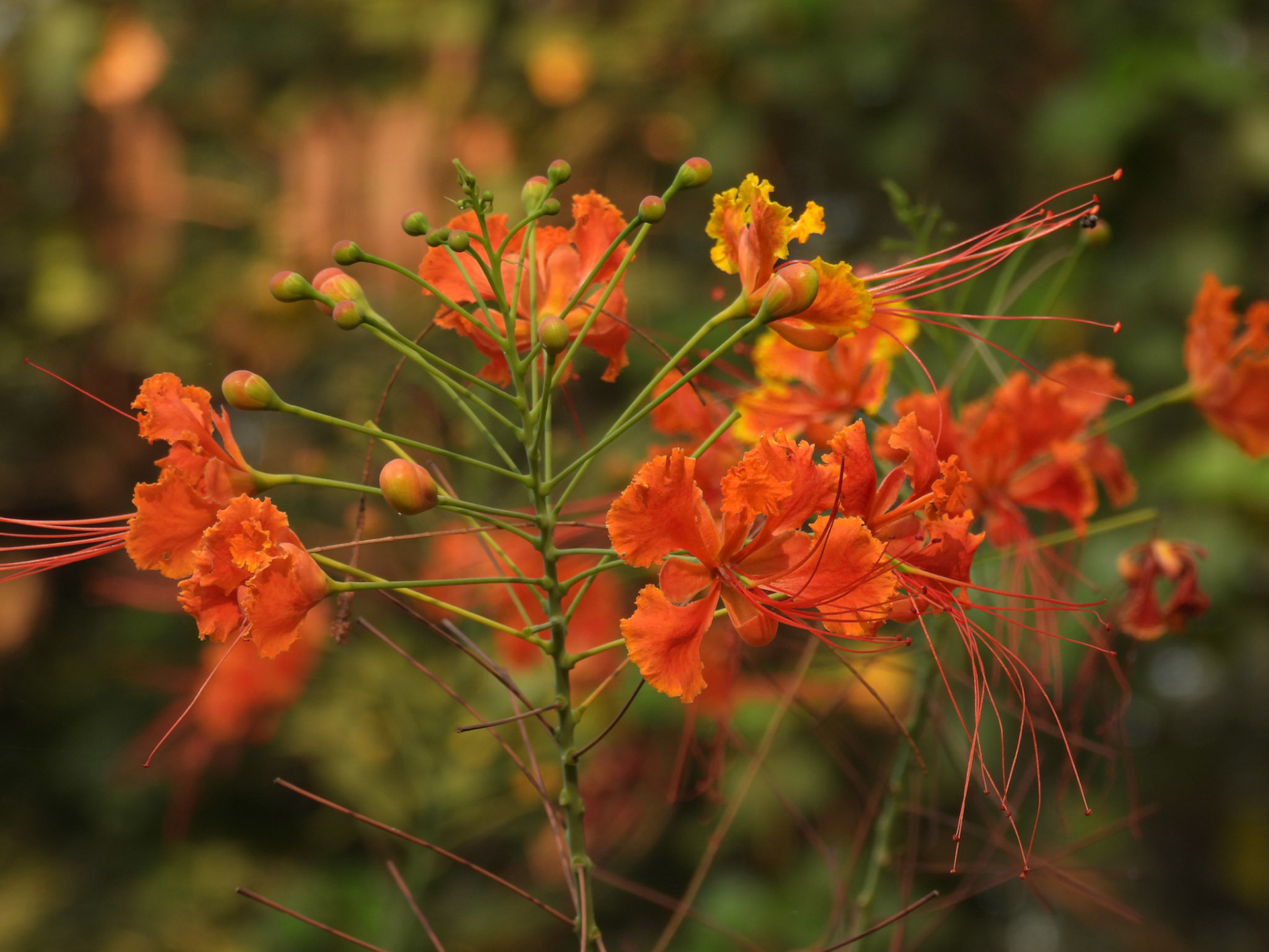 Peacock Flower - Caesalpinia pulcherrima