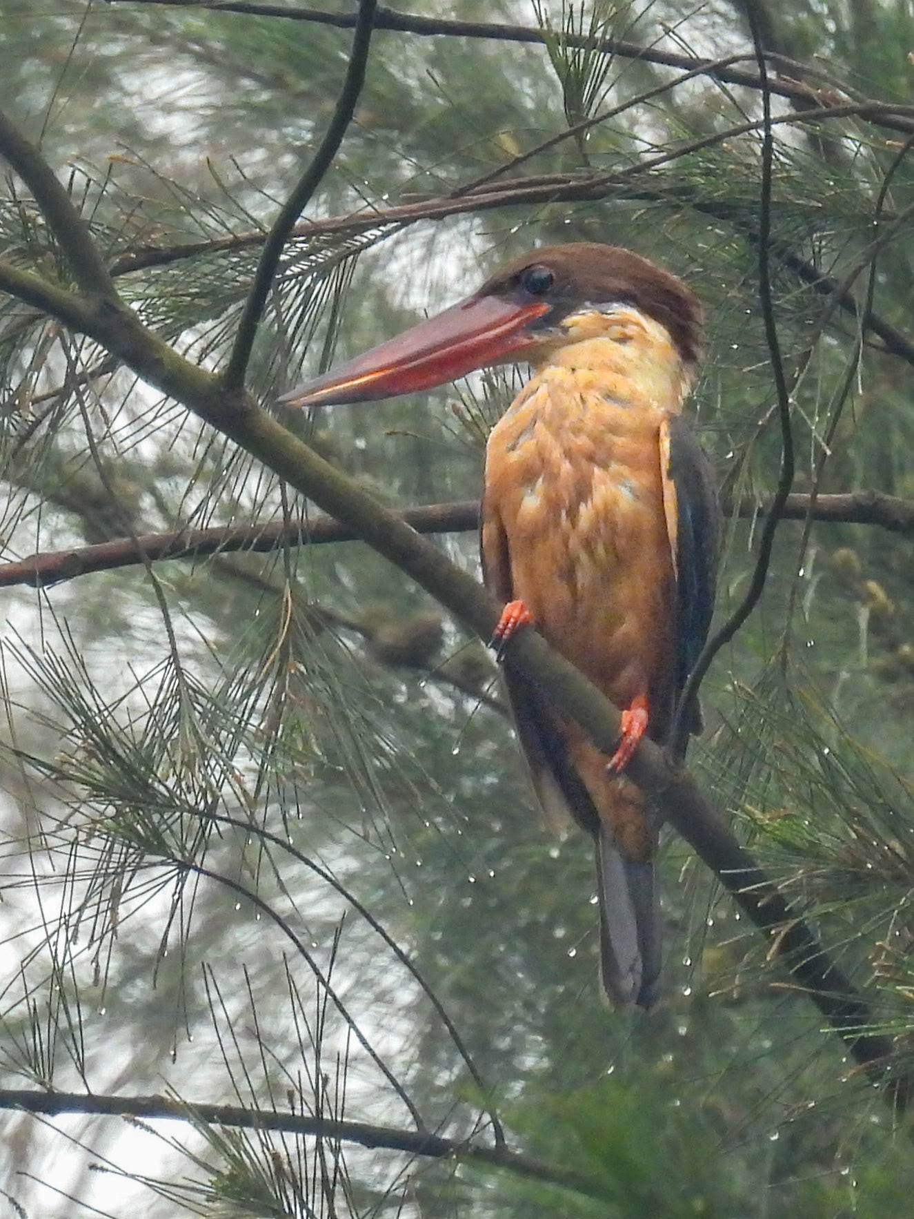 Stork-billed Kingfisher