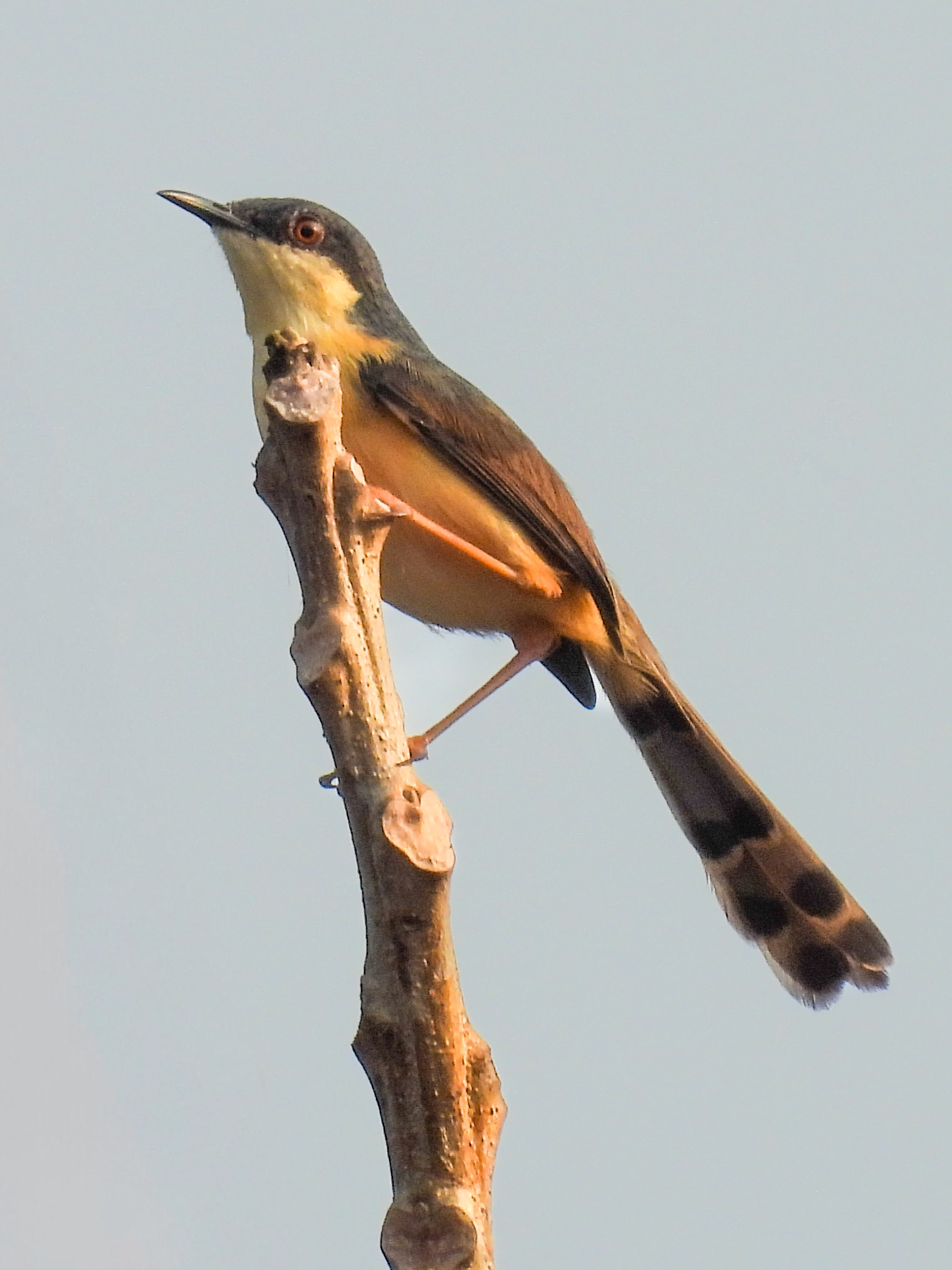 Ashy Prinia 