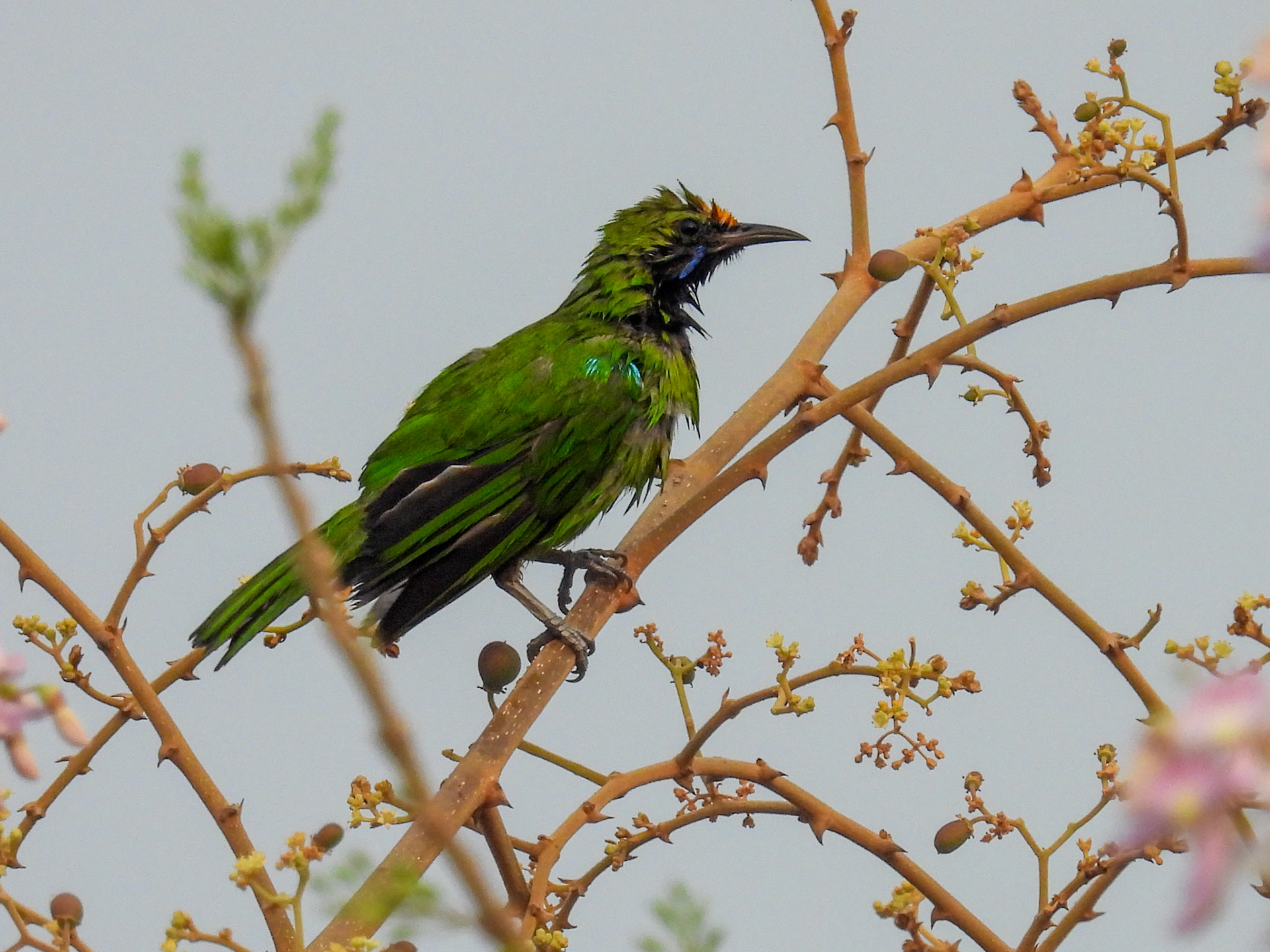 Gold-fronted Leafbird