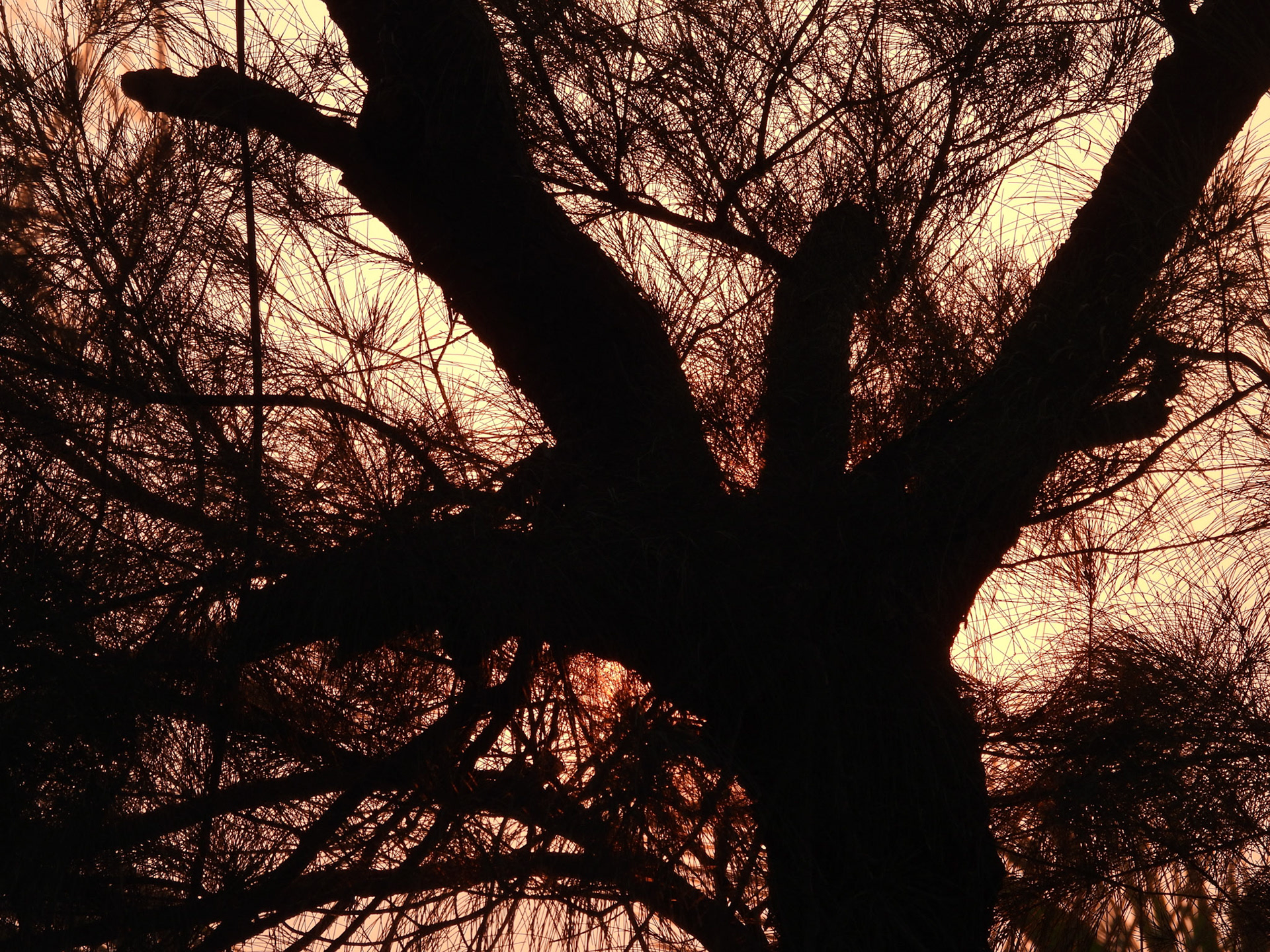 Sunset behind the Casuarinas