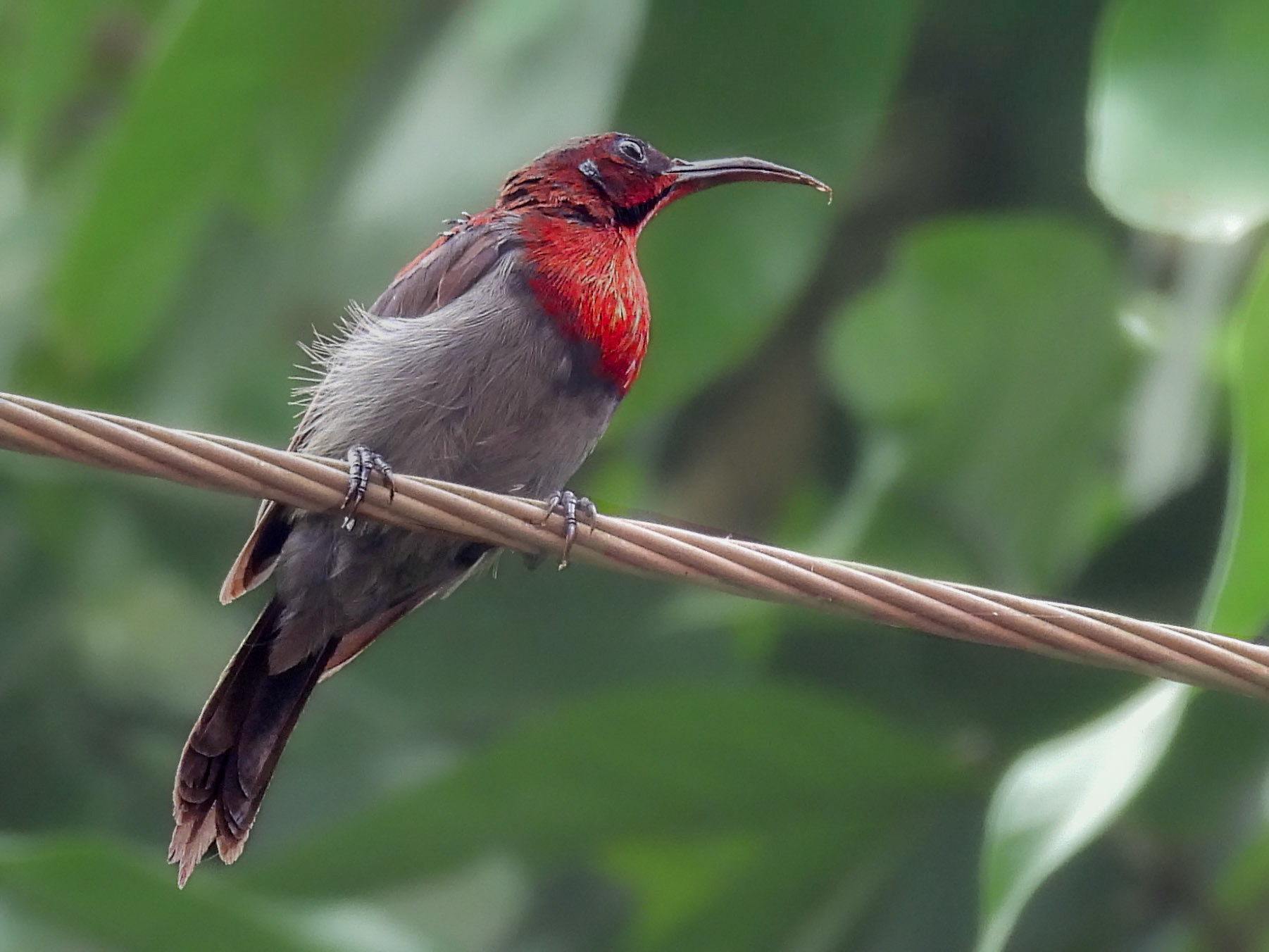 Vigor’s Sunbird 