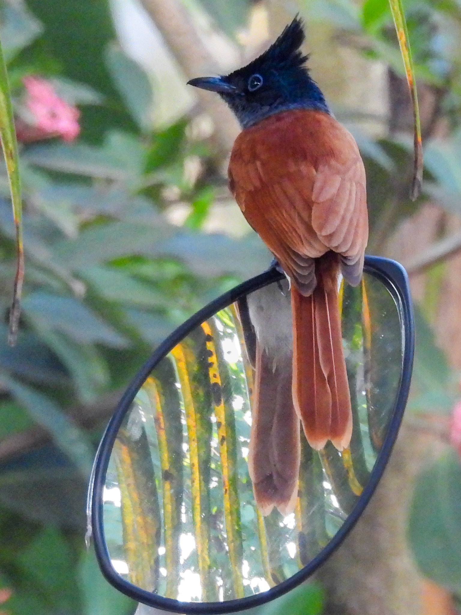 Asian Paradise Flycatcher 
