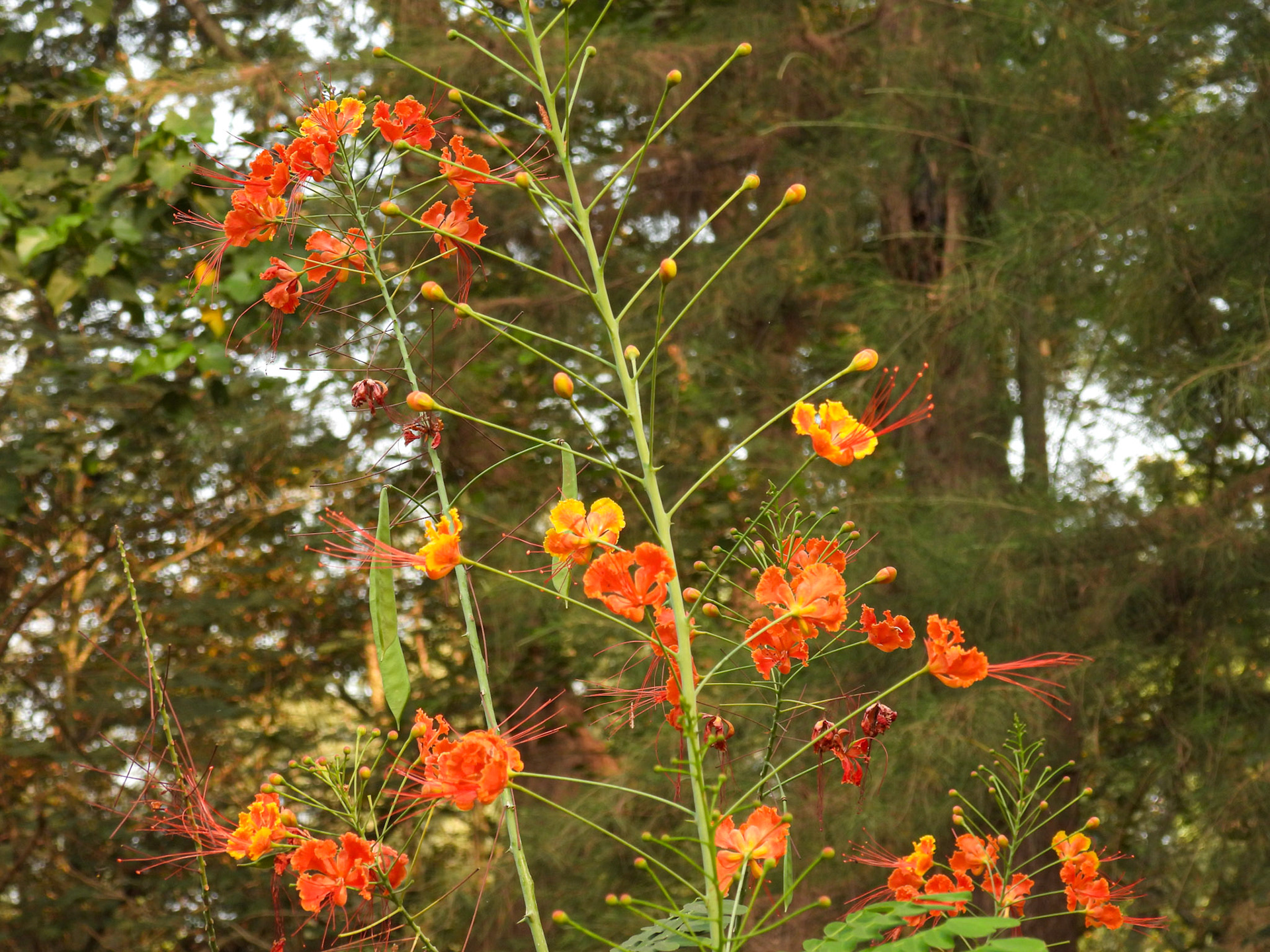 Peacock Flower - Caesalpinia pulcherrima