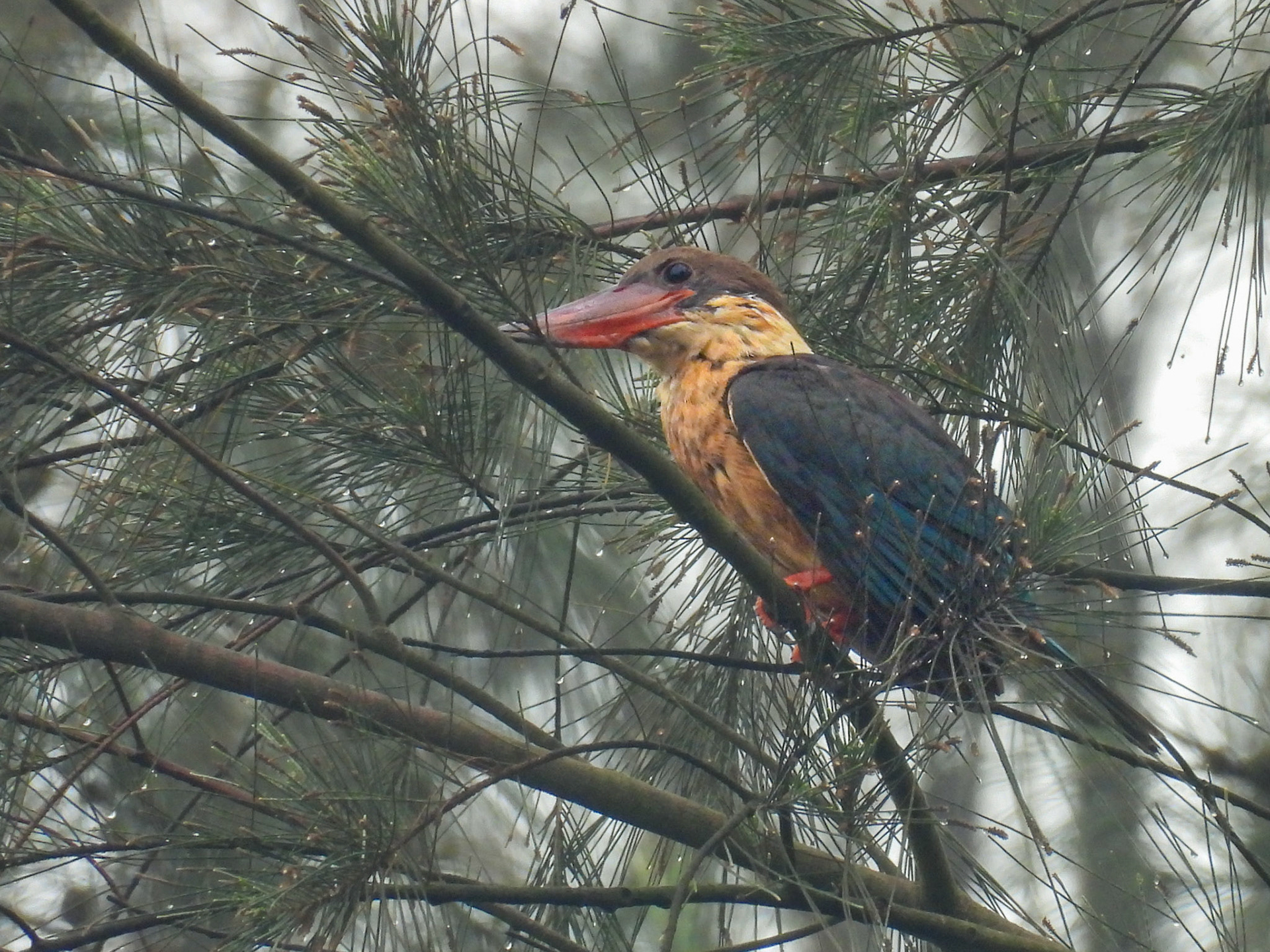 Stork-billed Kingfisher