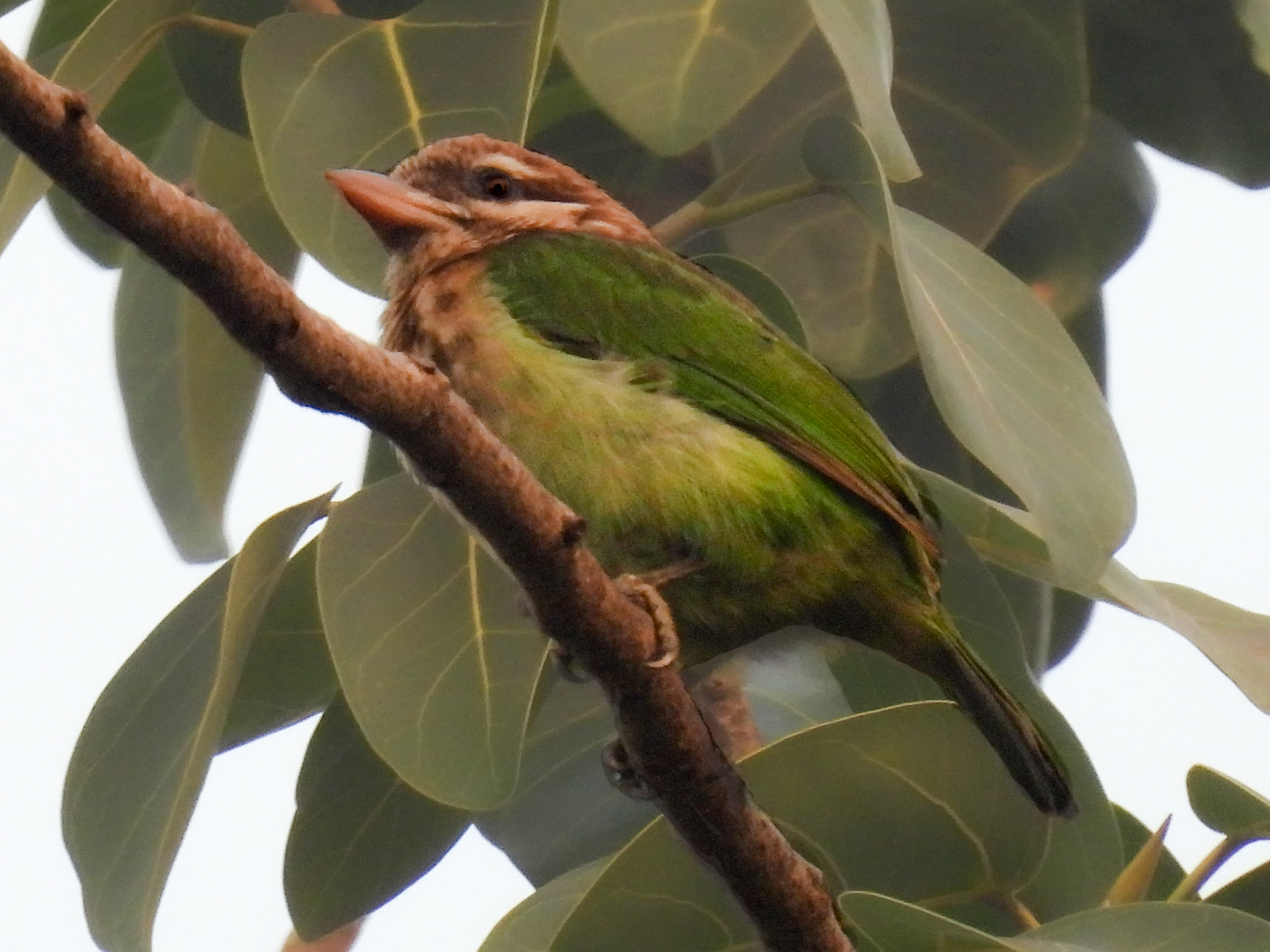 White-cheeked Barbet