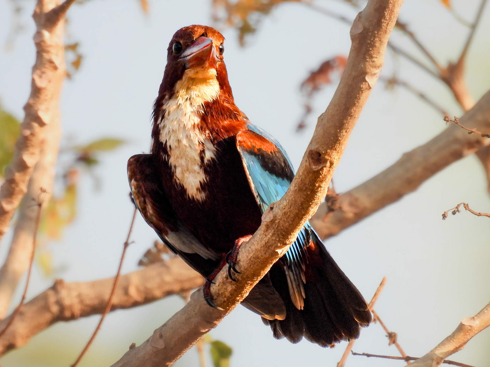 White-throated Kingfisher 