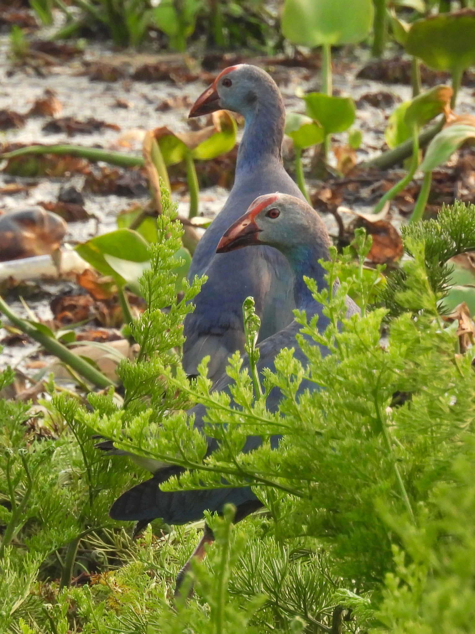 Grey-headed Swamphen