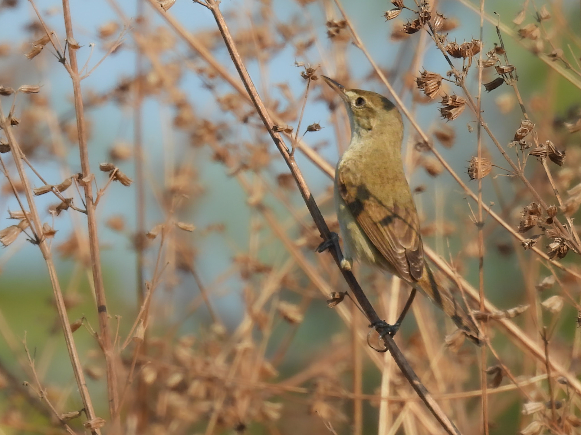 Clamorous Reed Warbler