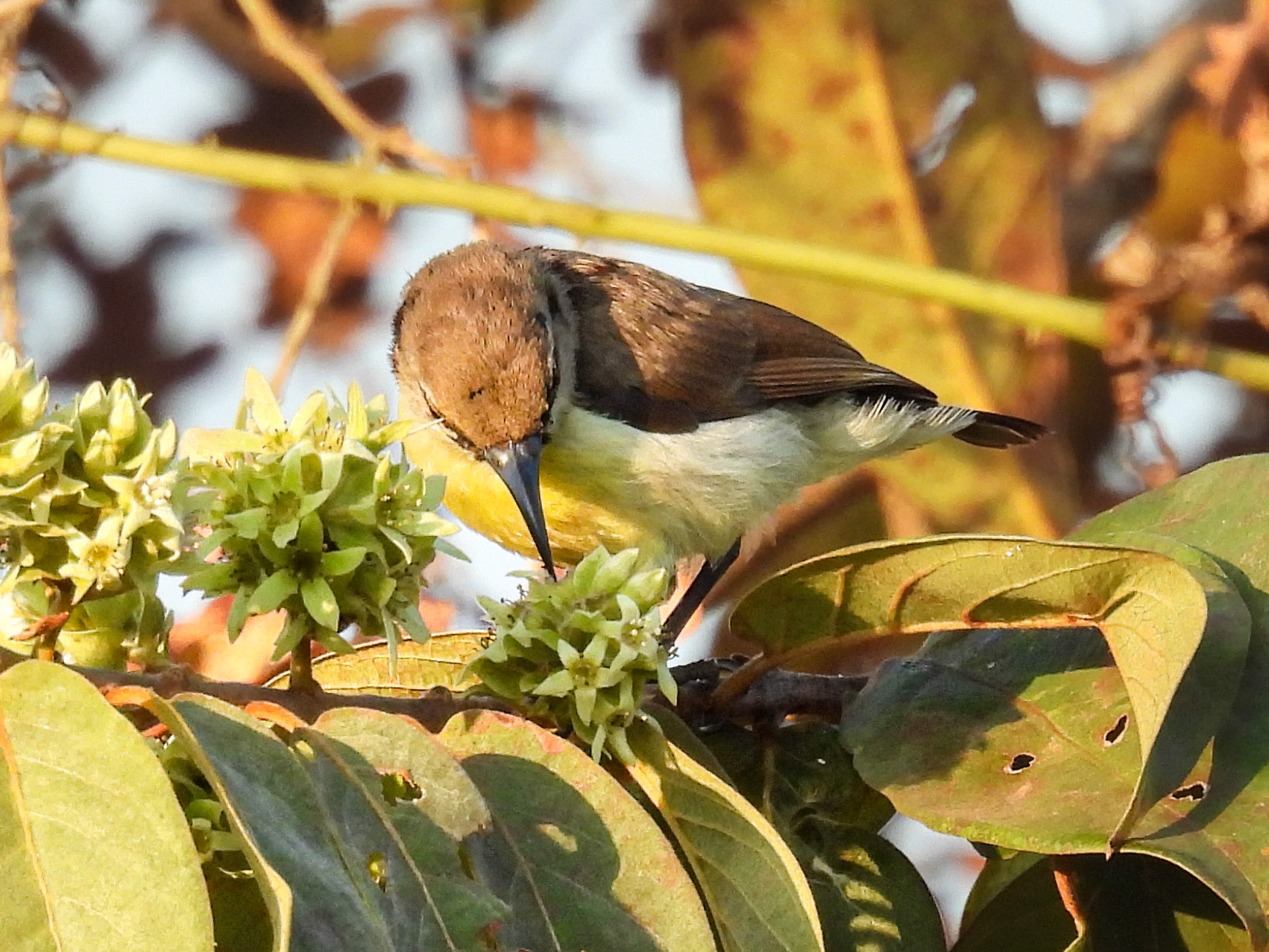 Purple-rumpled Sunbird (F)