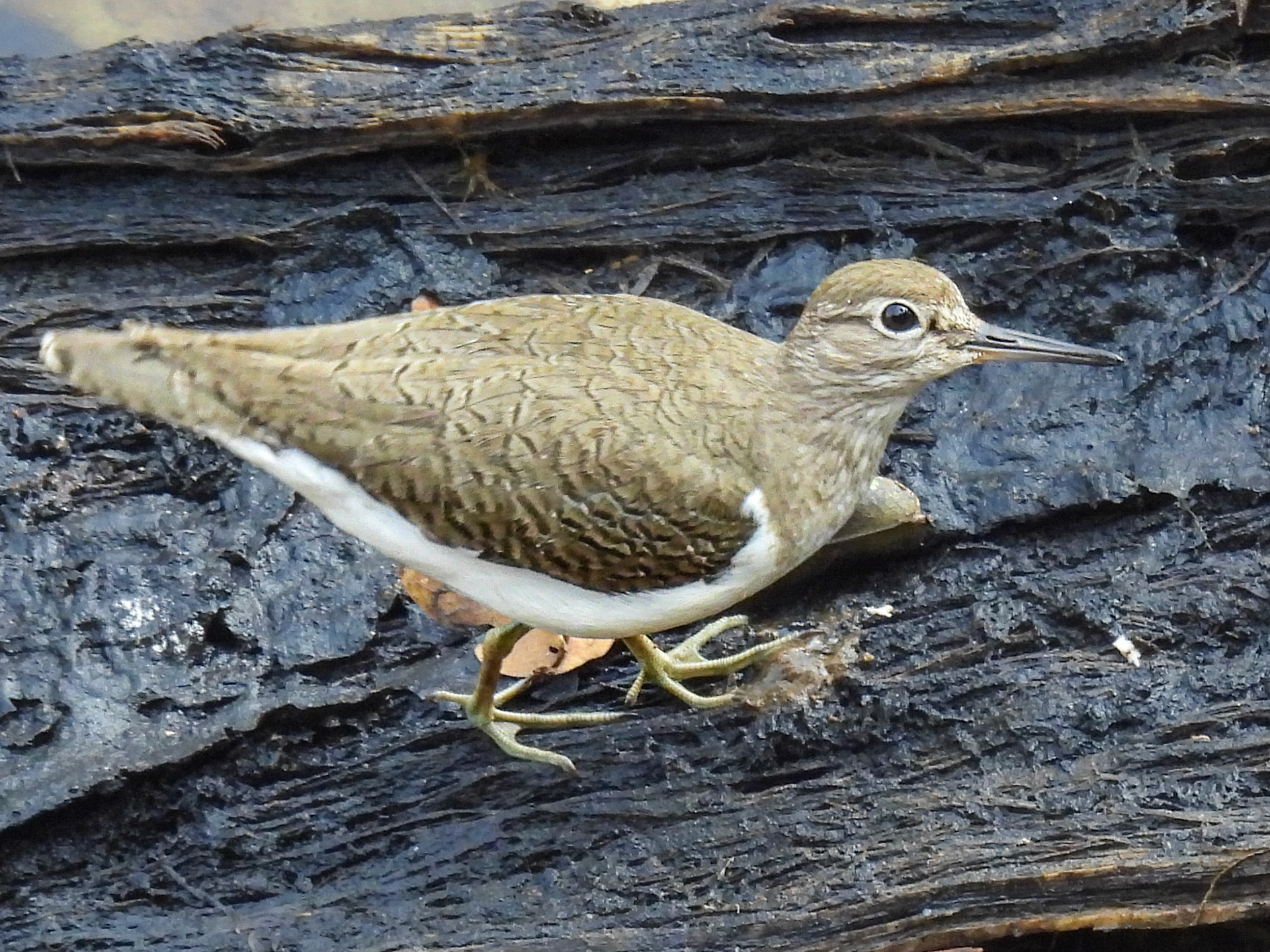 Common Sandpiper