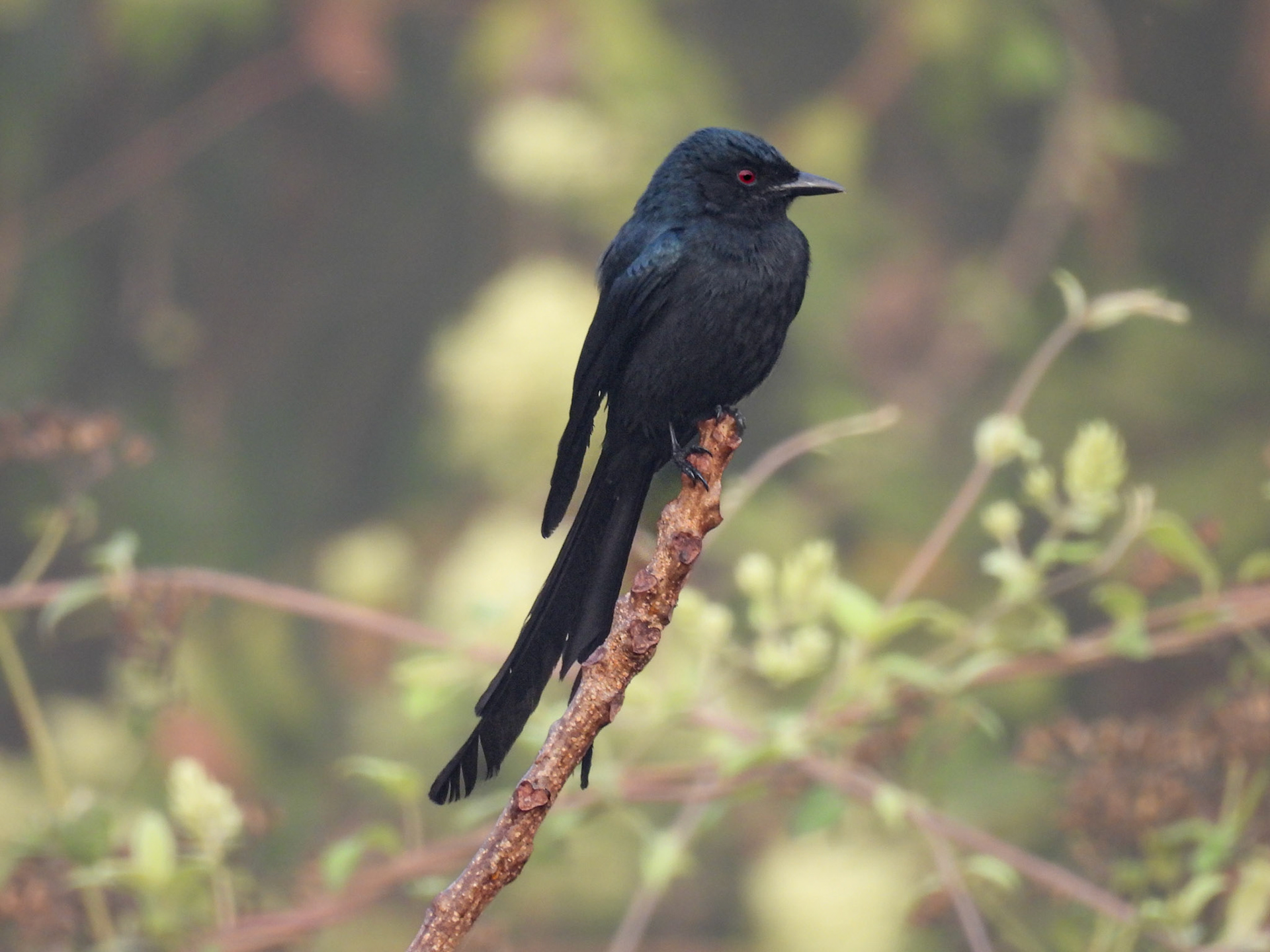Ashy Drongo