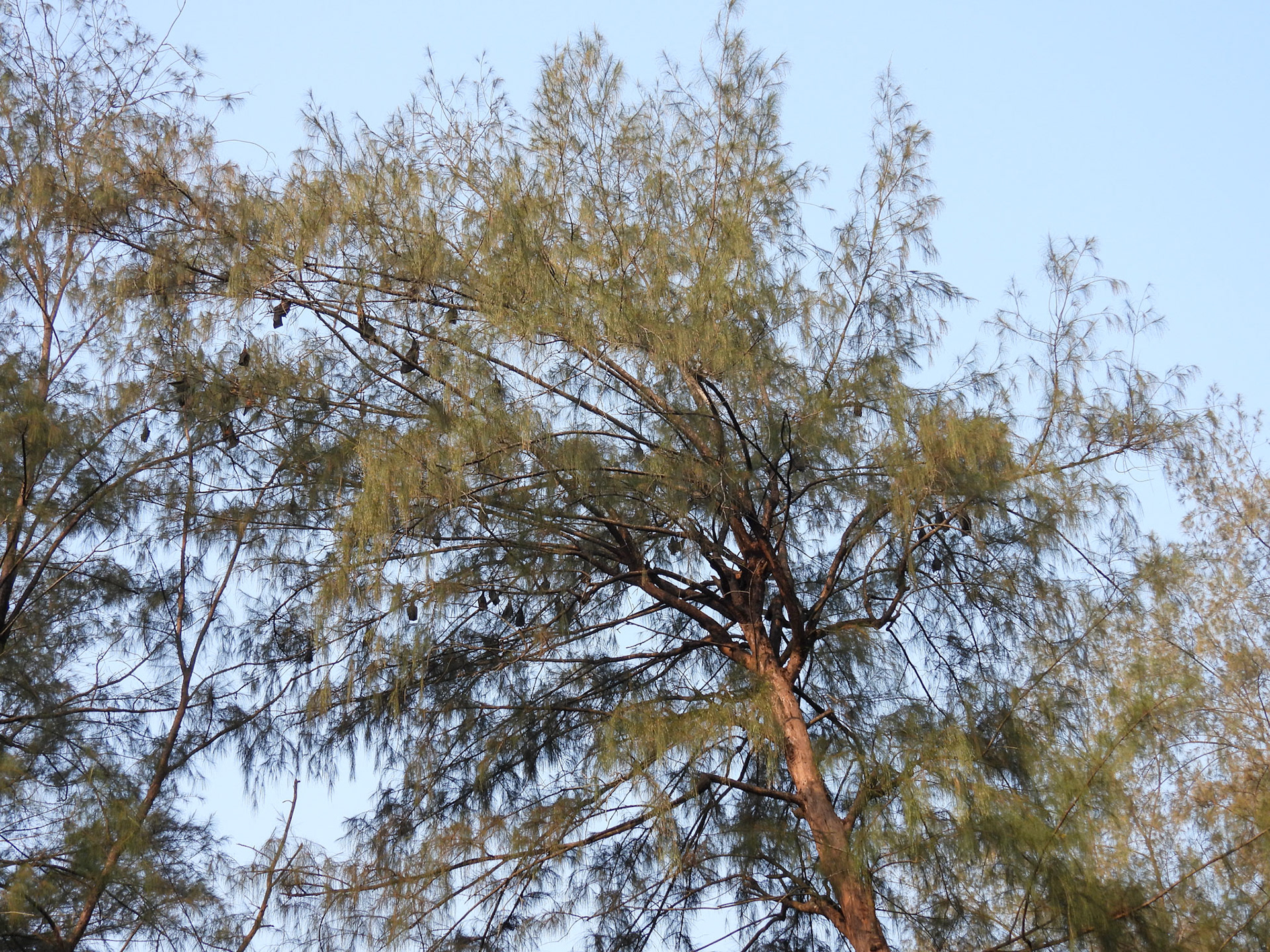 Indian Fruit Bats roosting in the trees  