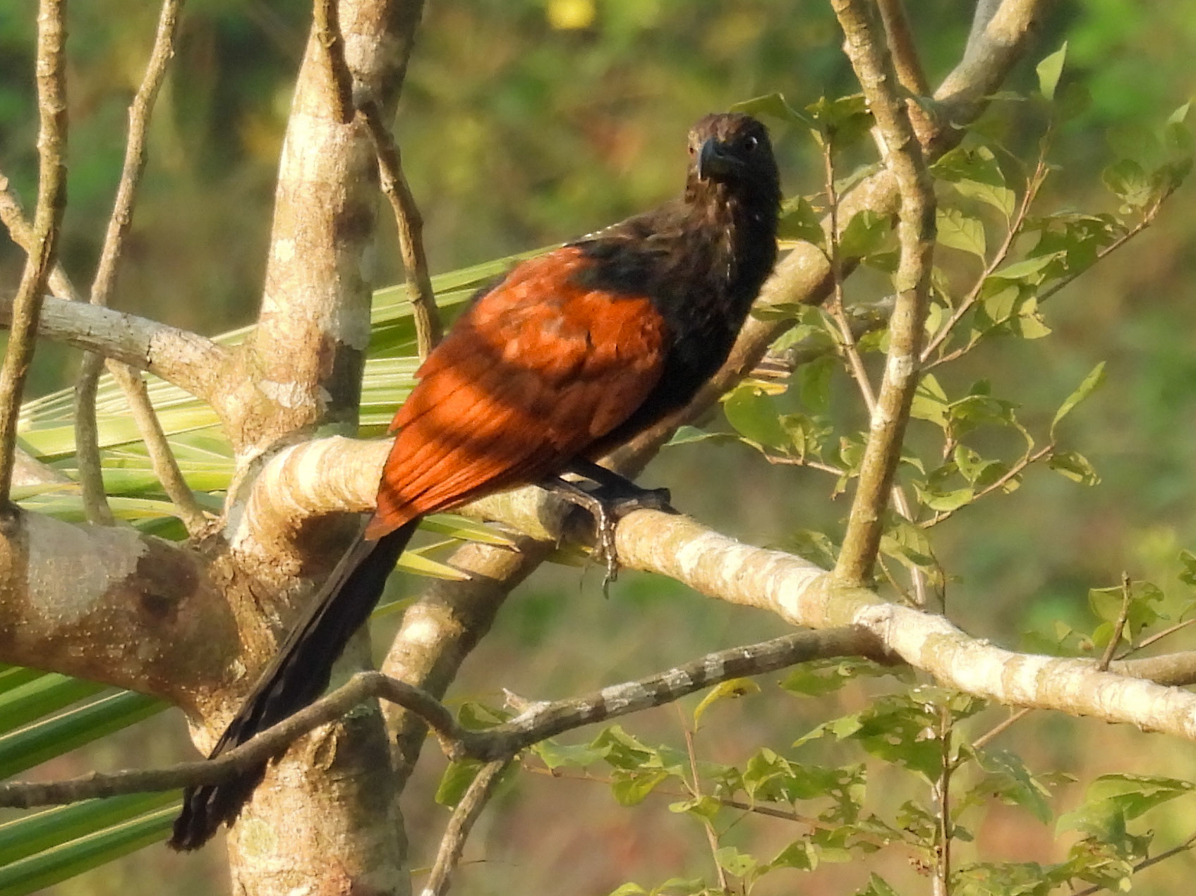 Greater Coucal