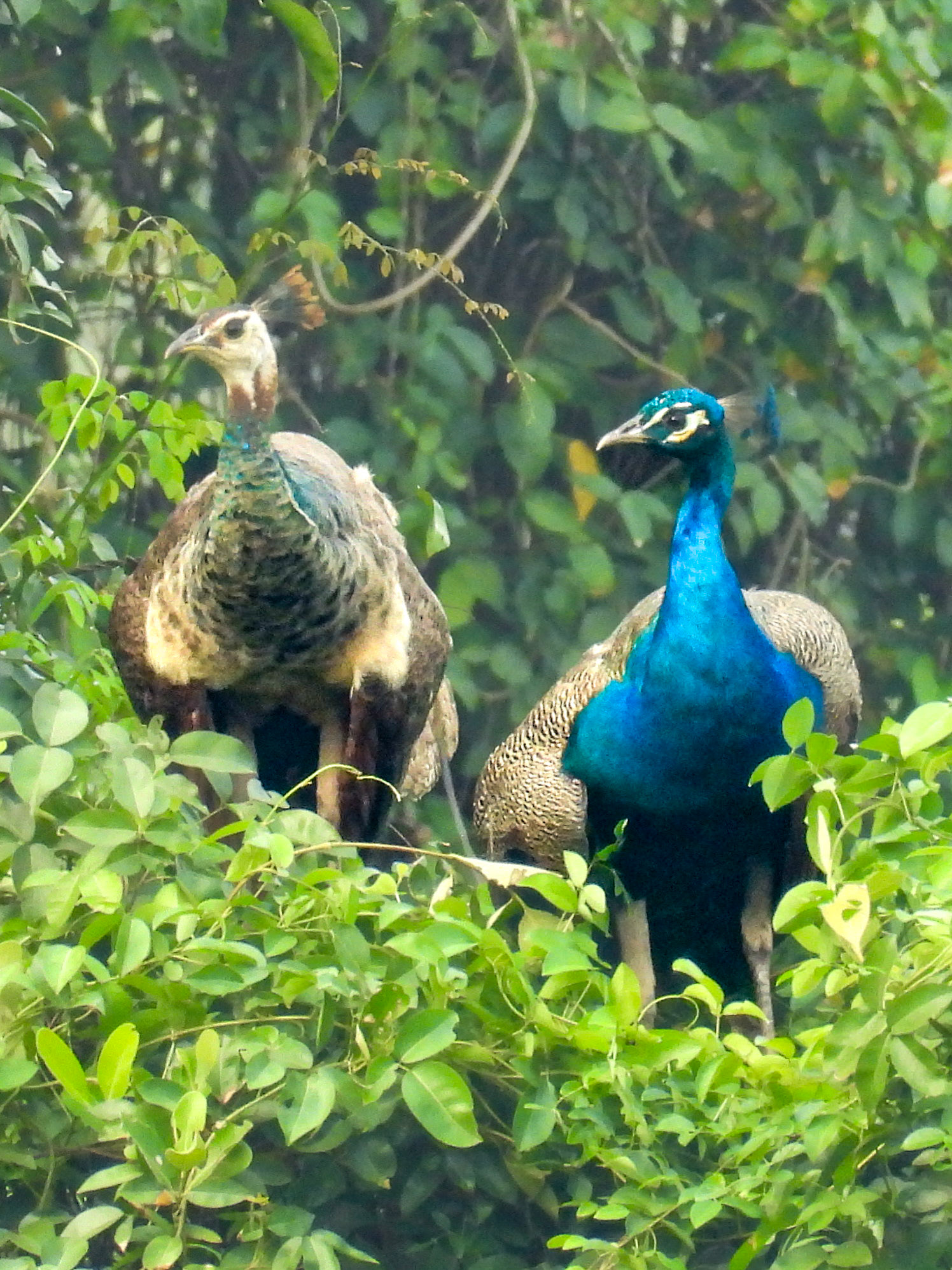 Indian Peafowl (F&amp;M)