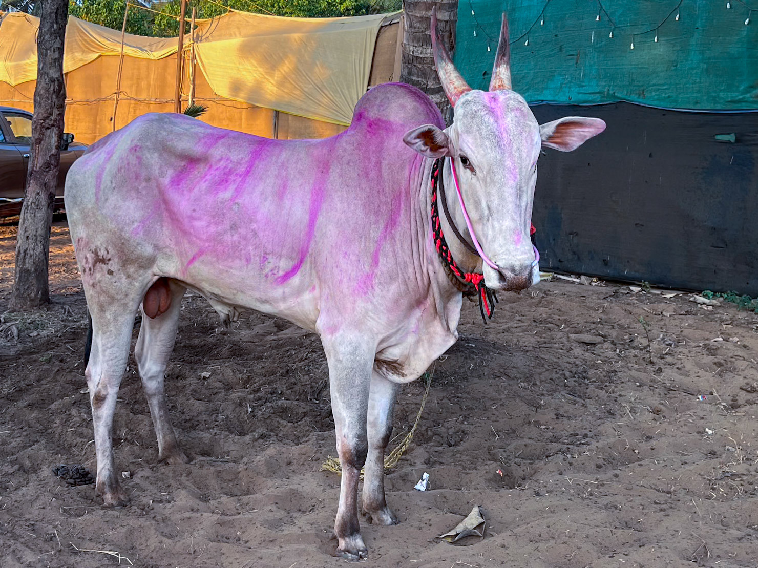 Local Zebu/Redo (bull)