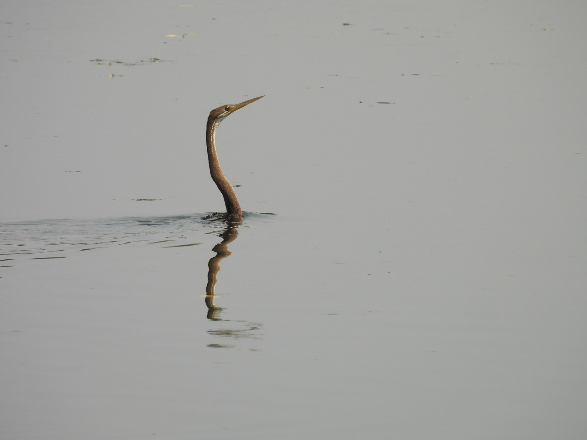Oriental Darter (Snake Bird)