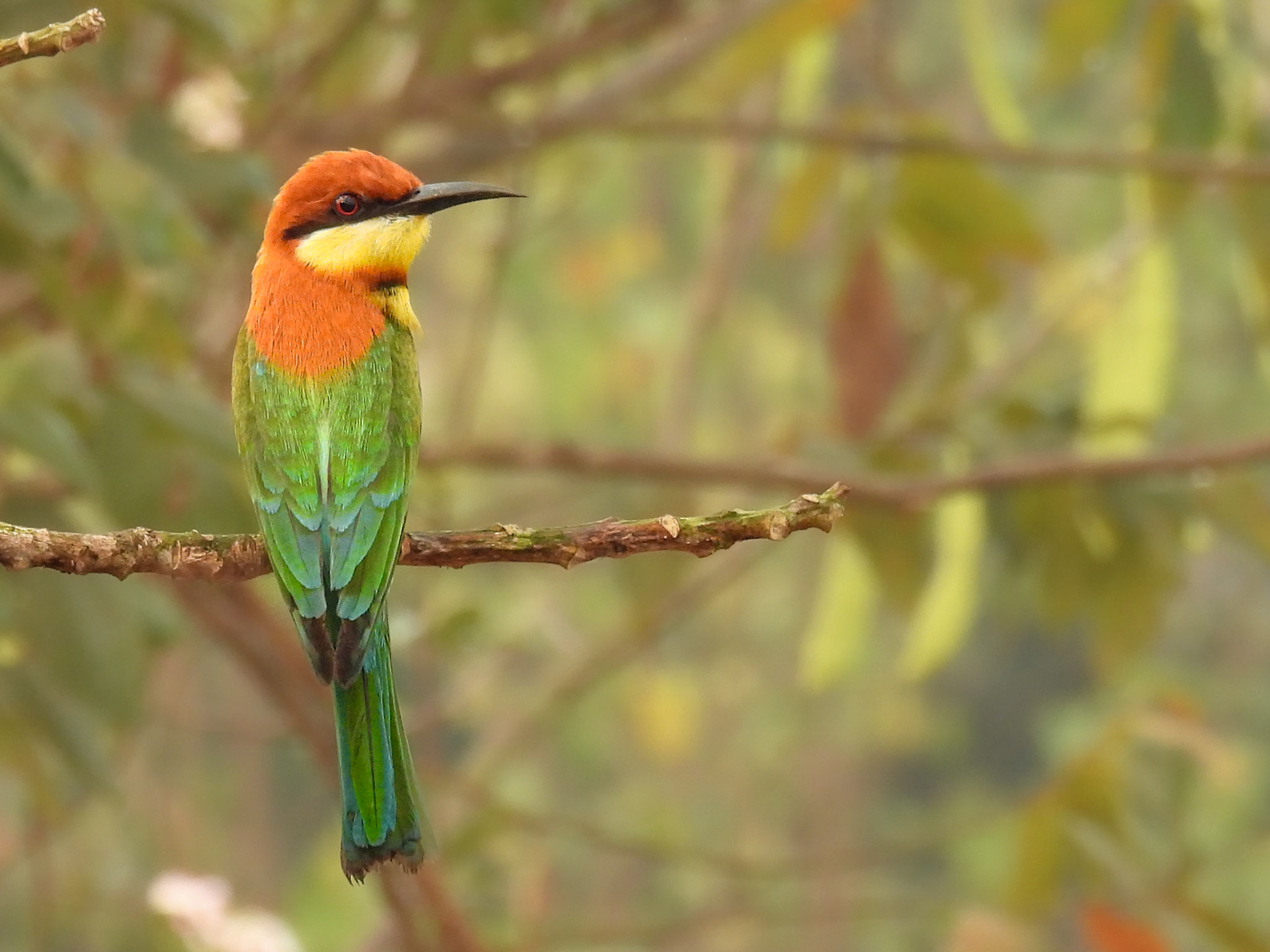 Chestnut-headed Bee-eater