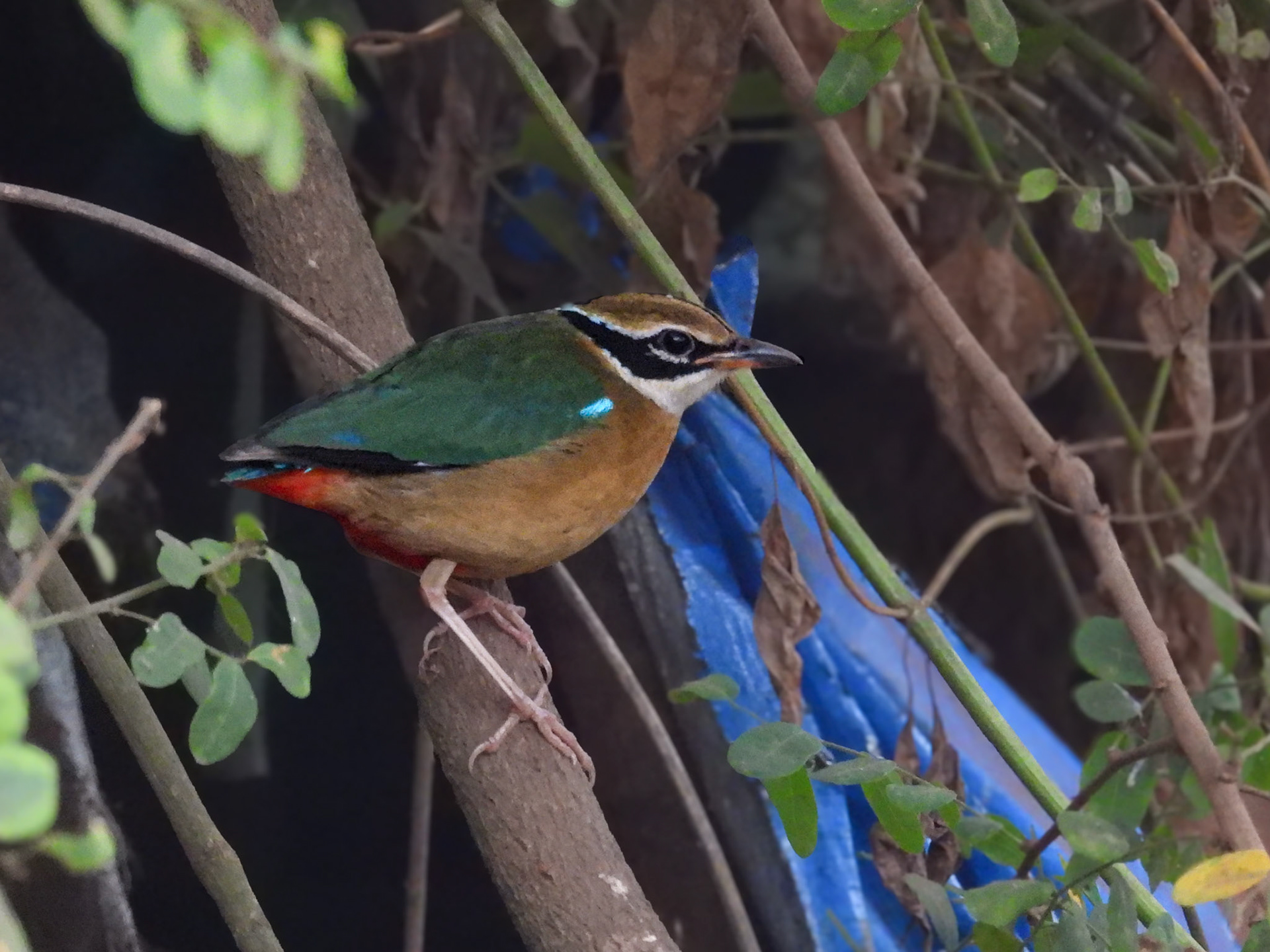 Indian Pitta