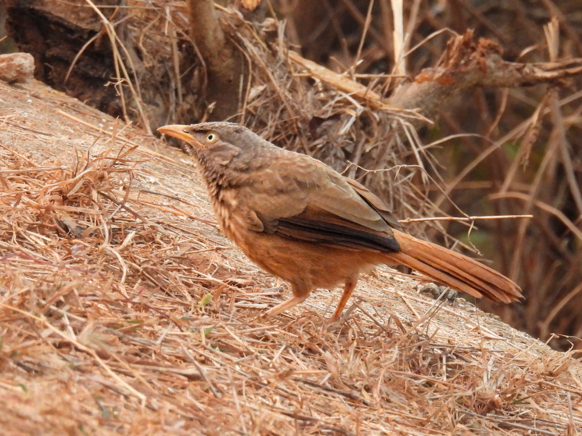 Jungle Babbler