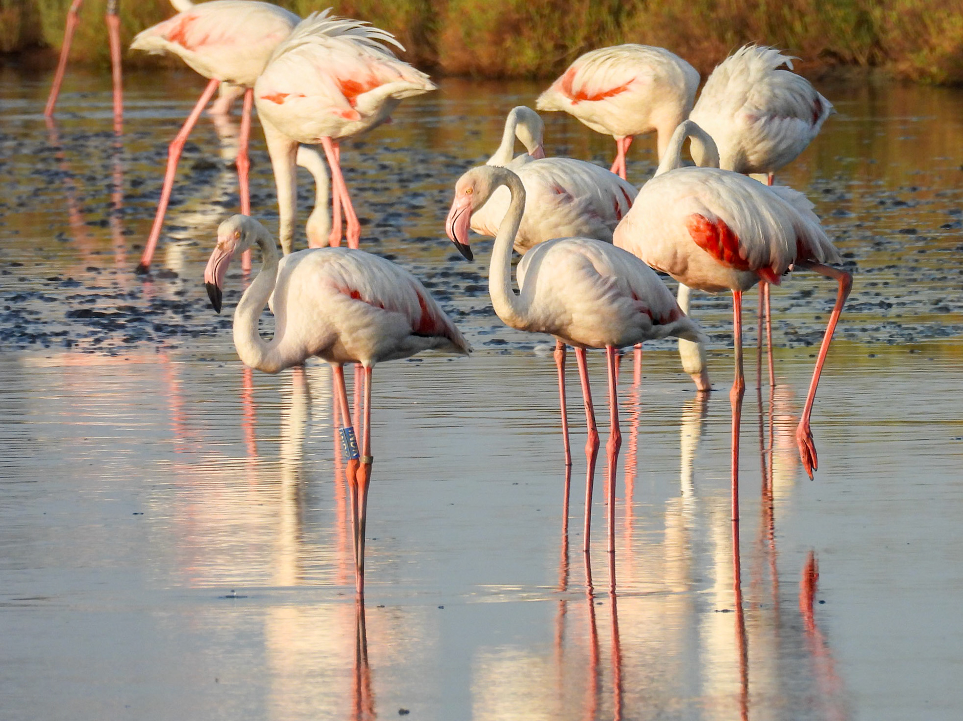 Greater Flamingo