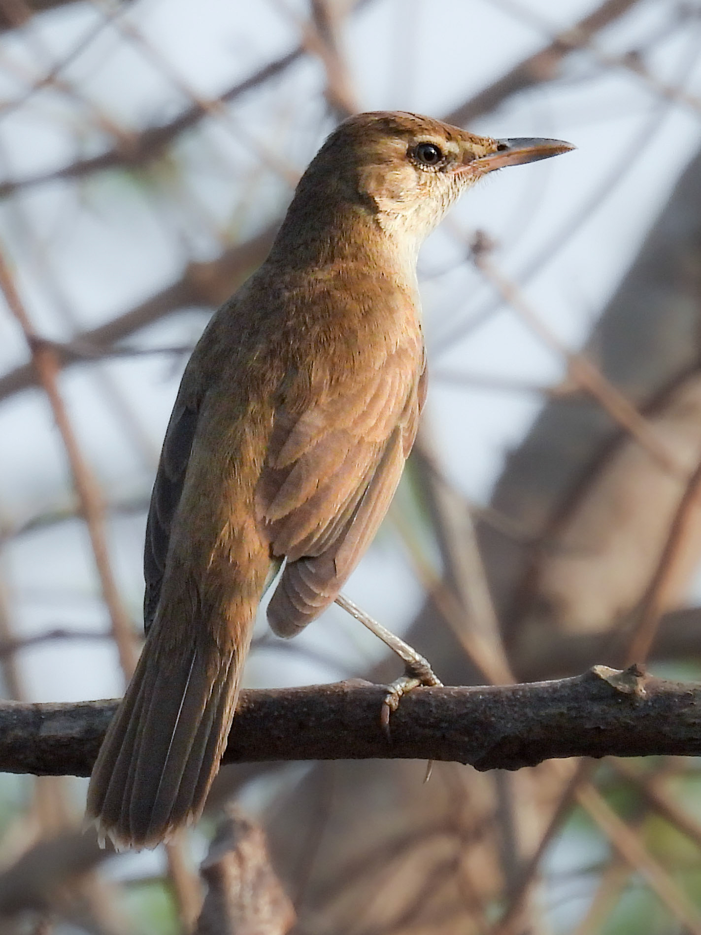 Clamorous Reed Warbler