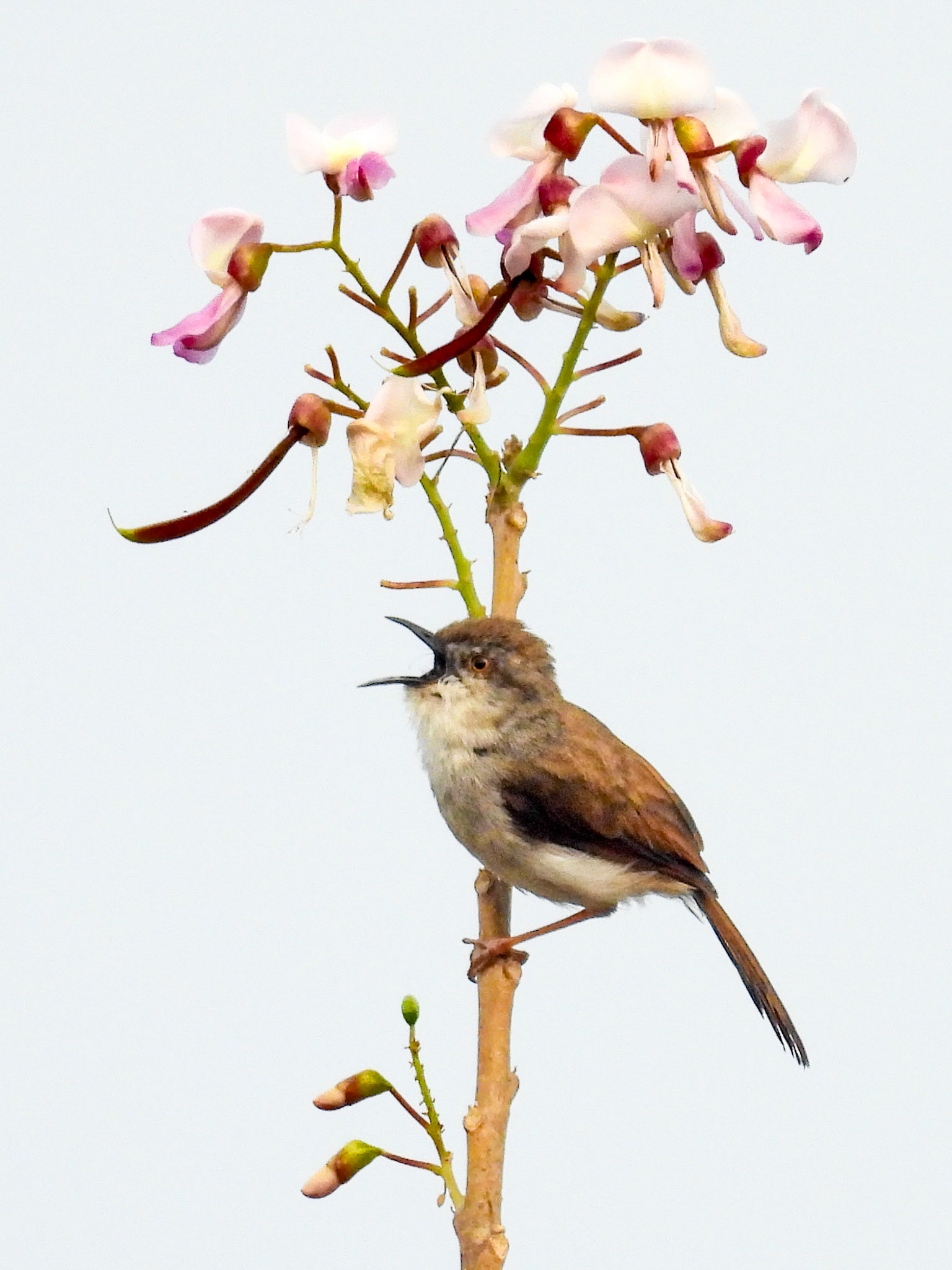 Grey-breasted Prinia