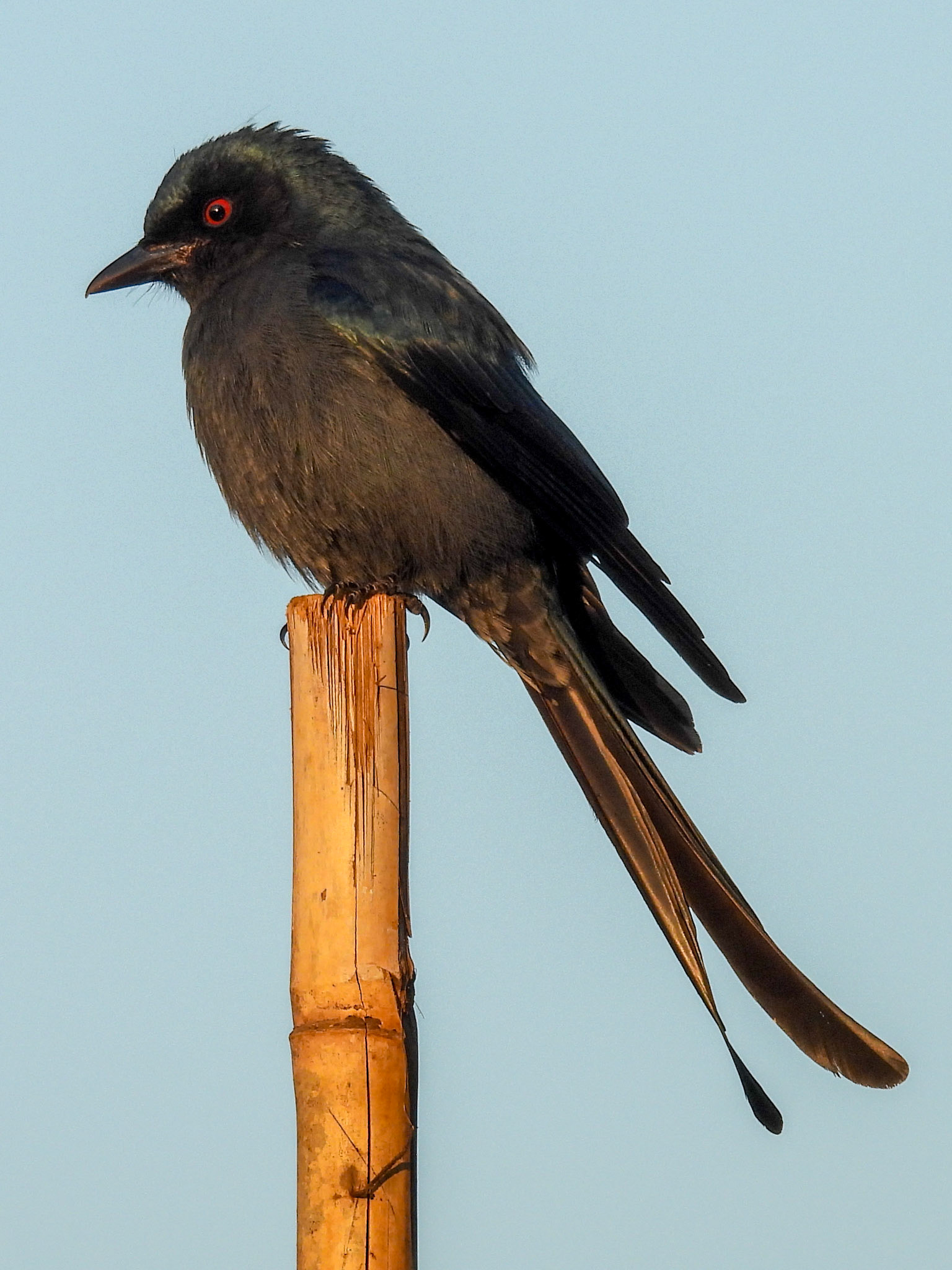 Ashy Drongo