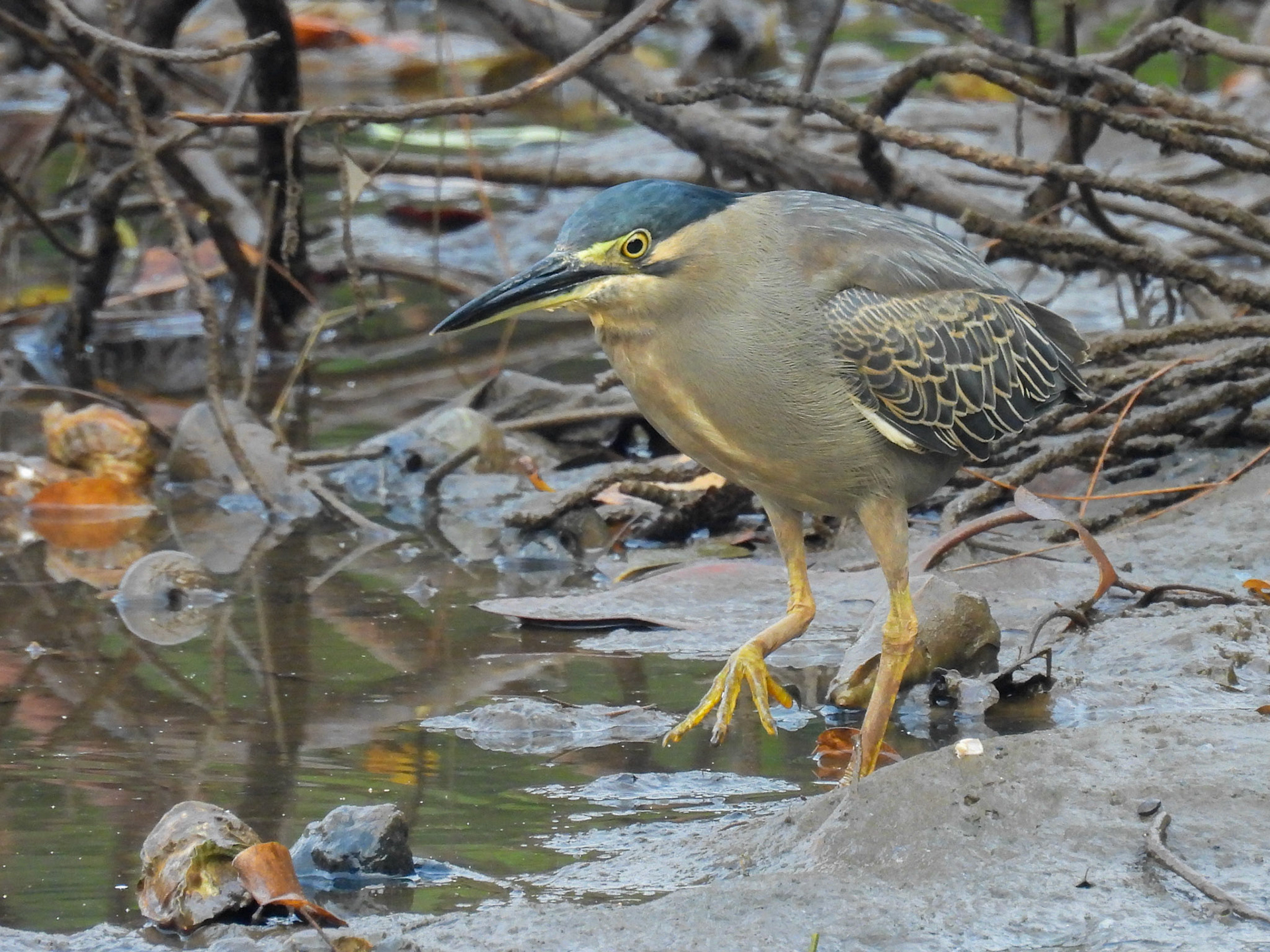 Striated Heron