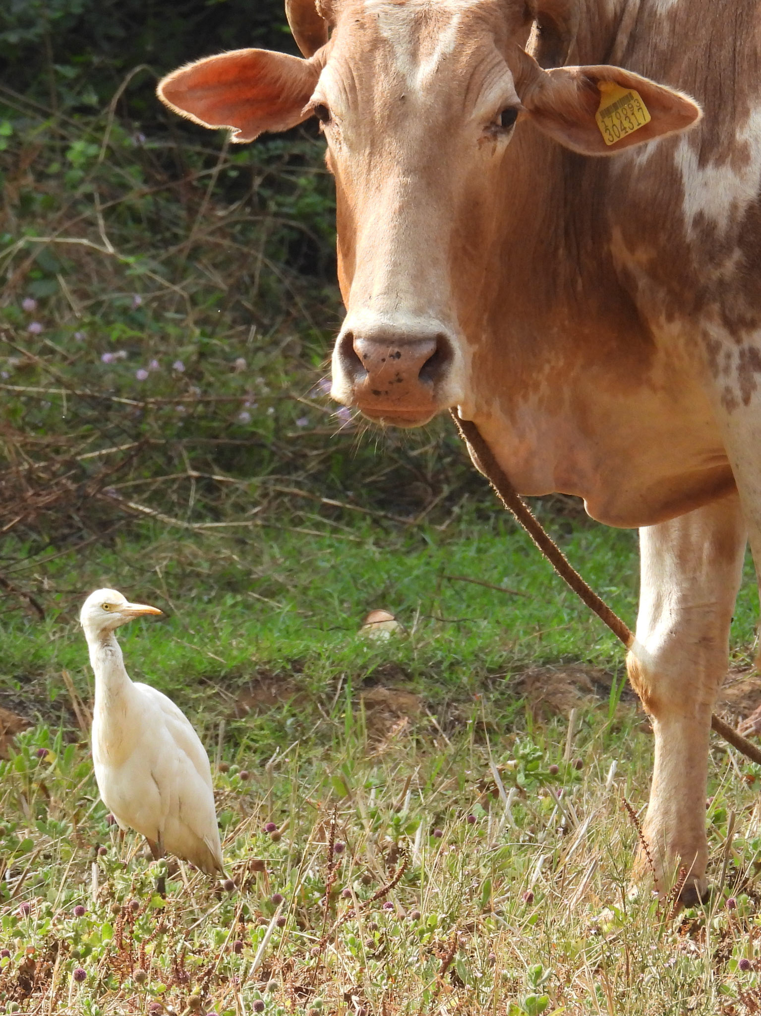 Cattle Egret