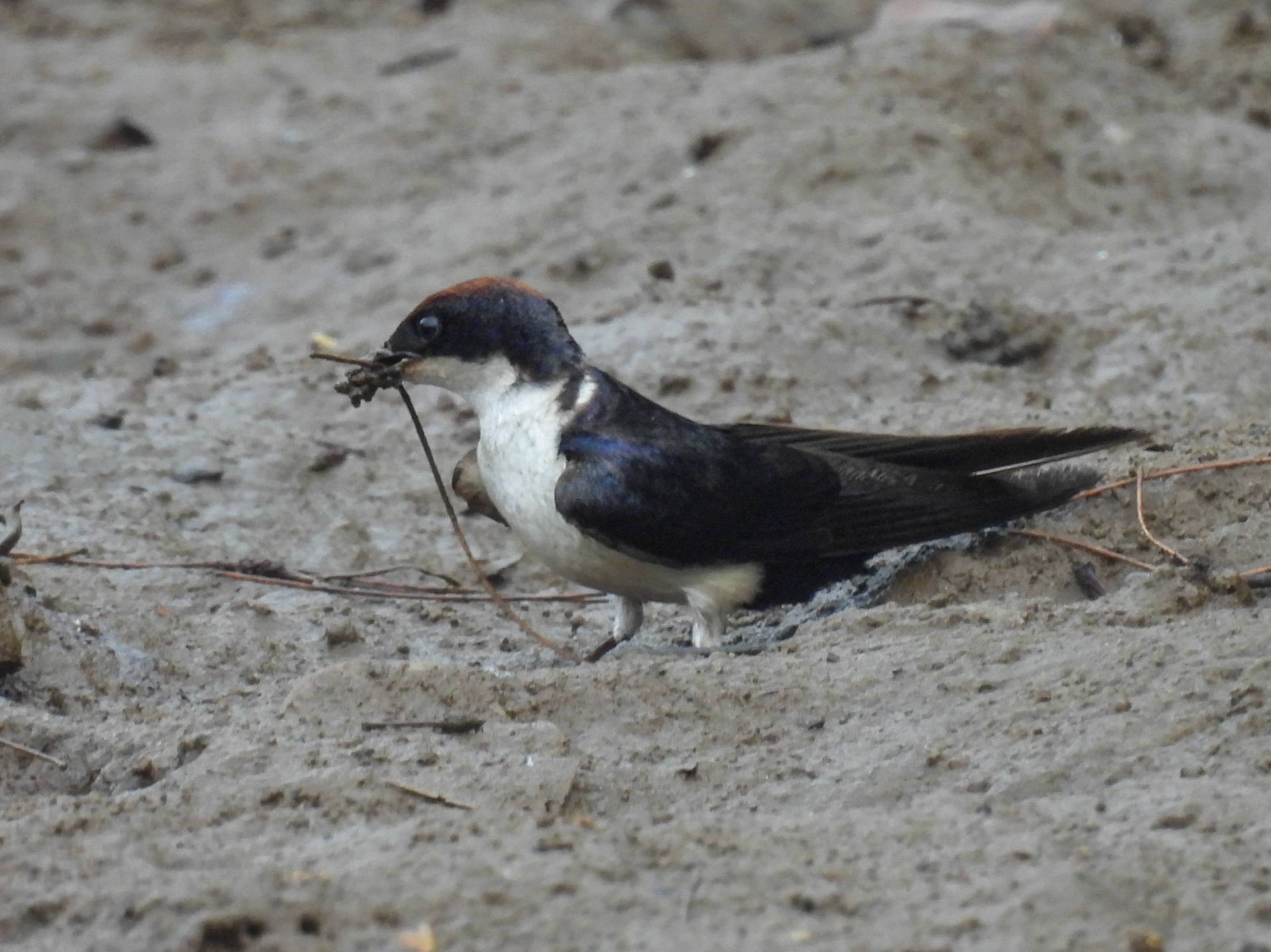 Wire-tailed Swallow