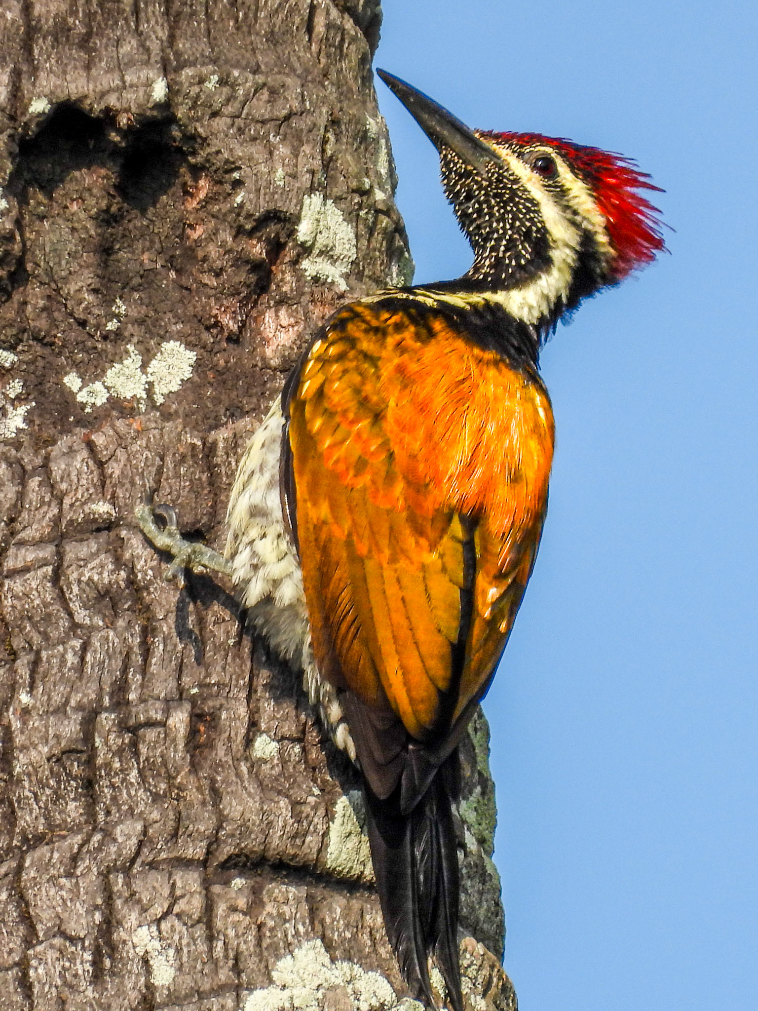 Black-rumped Flameback 