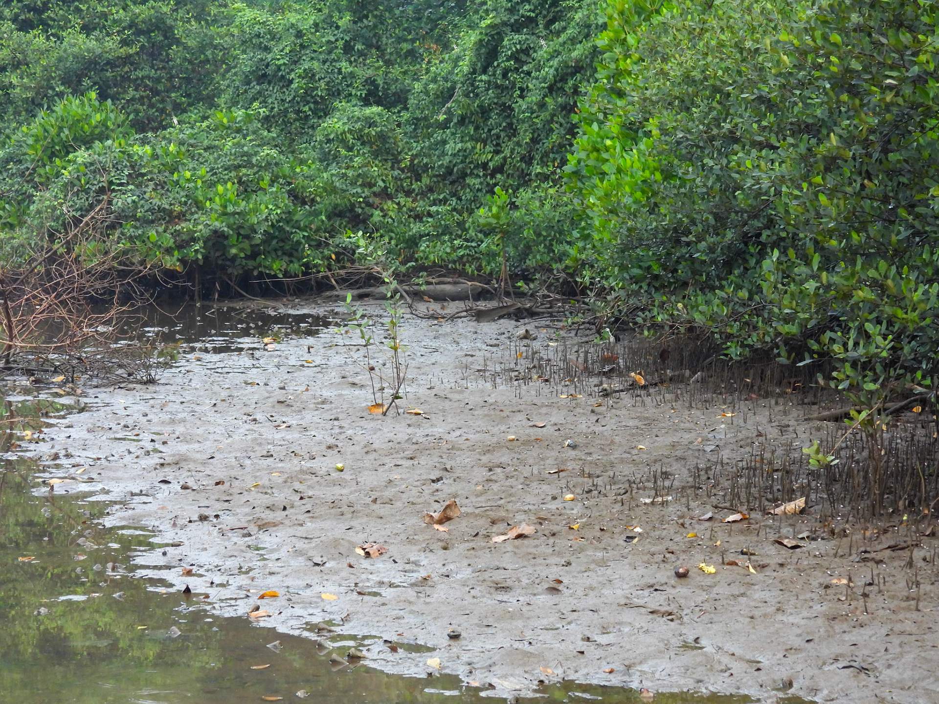 Mud-bank on Mandrem Creek