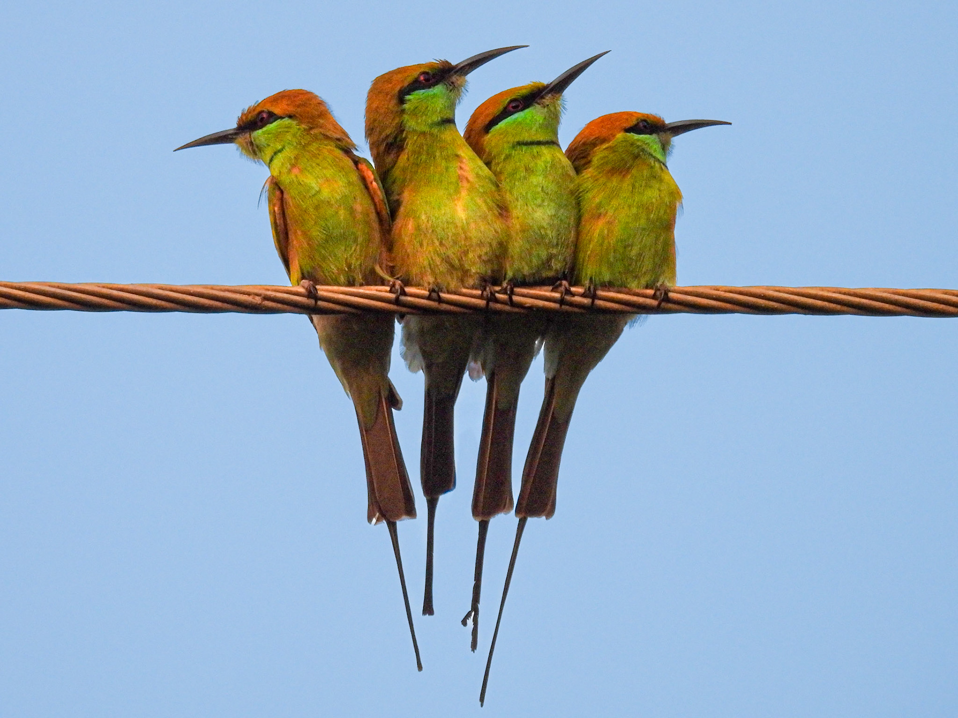 Chestnut-headed Bee-eater