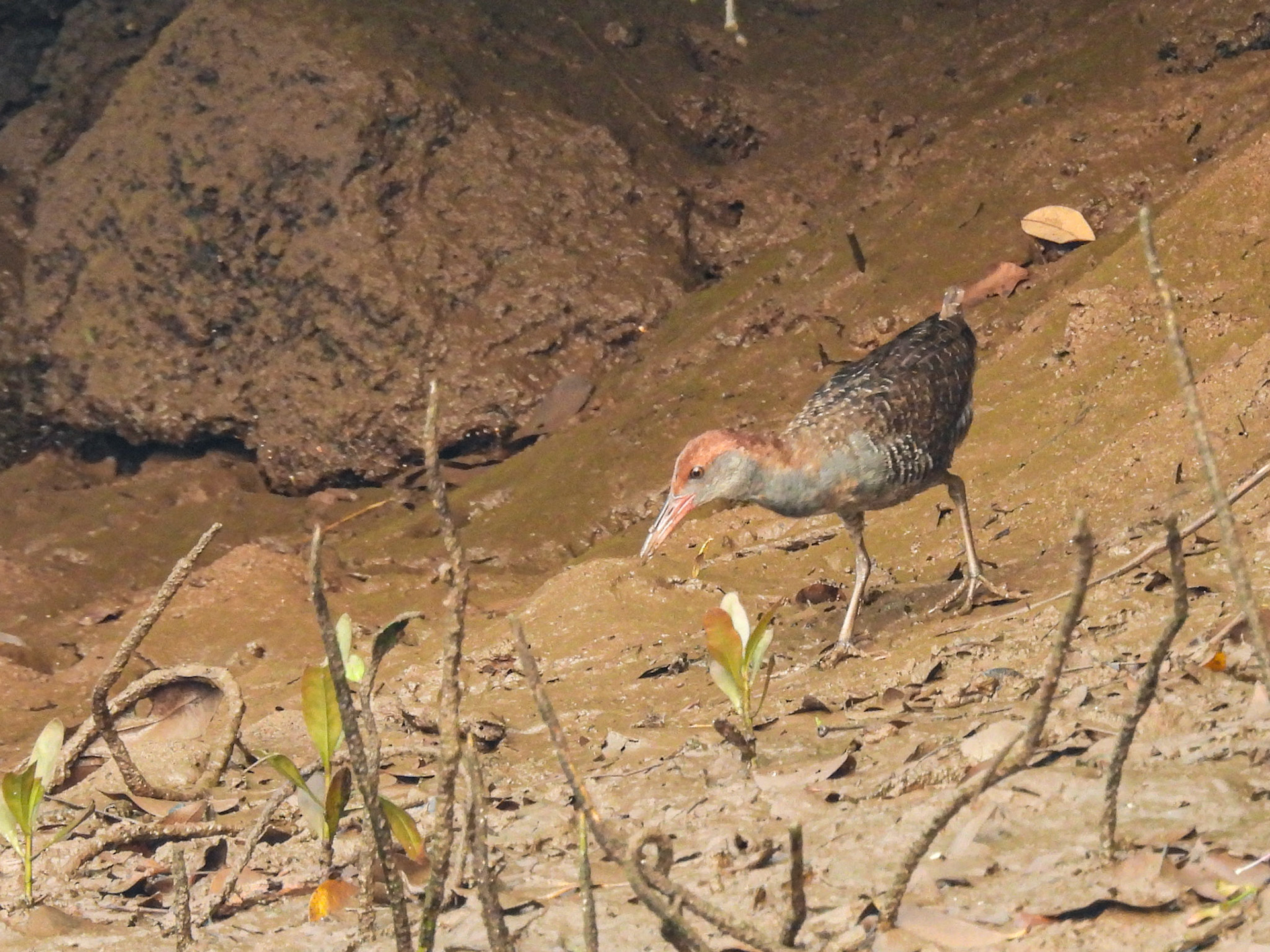Slaty-breasted Rail