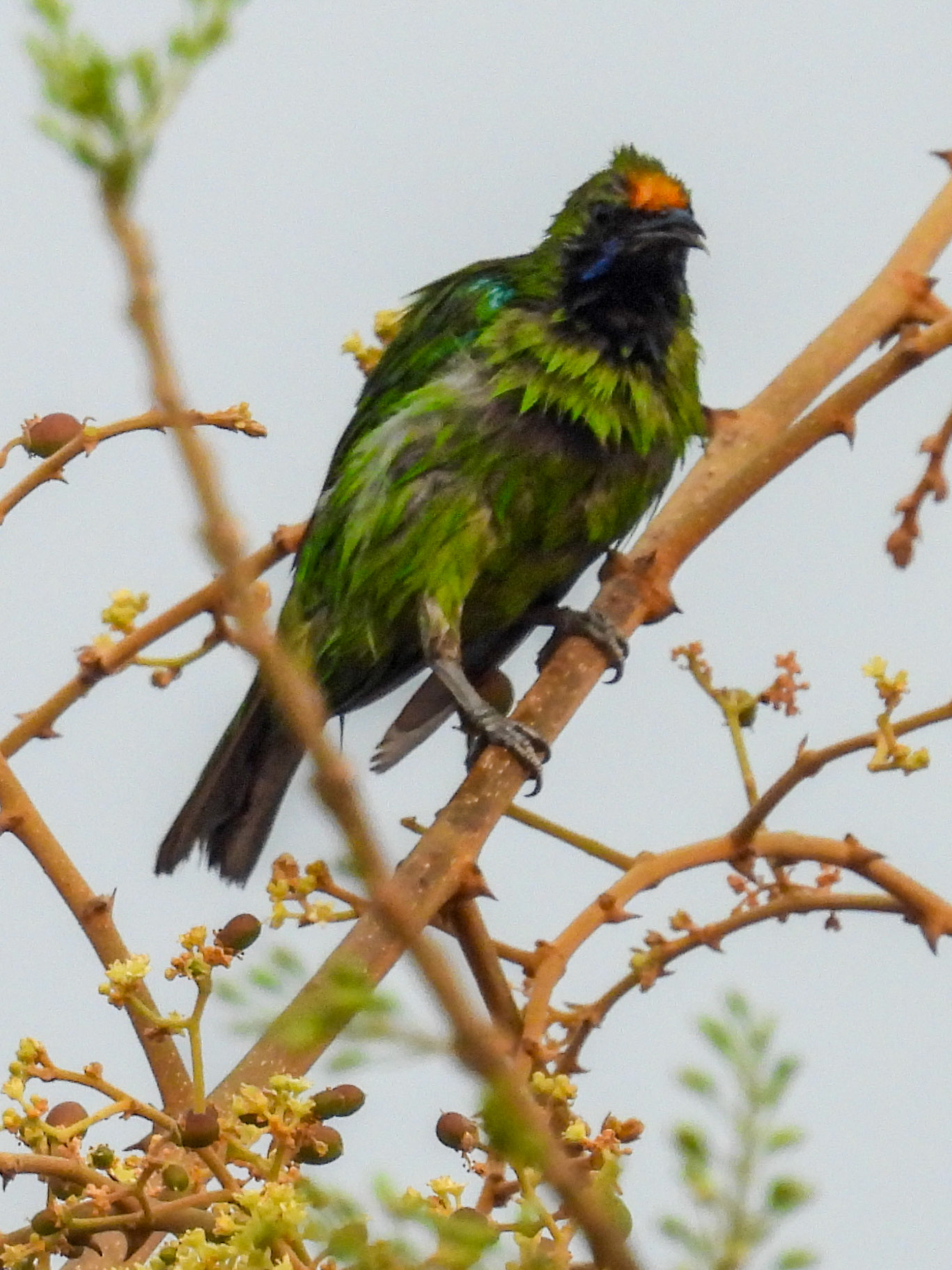 Gold-fronted Leafbird