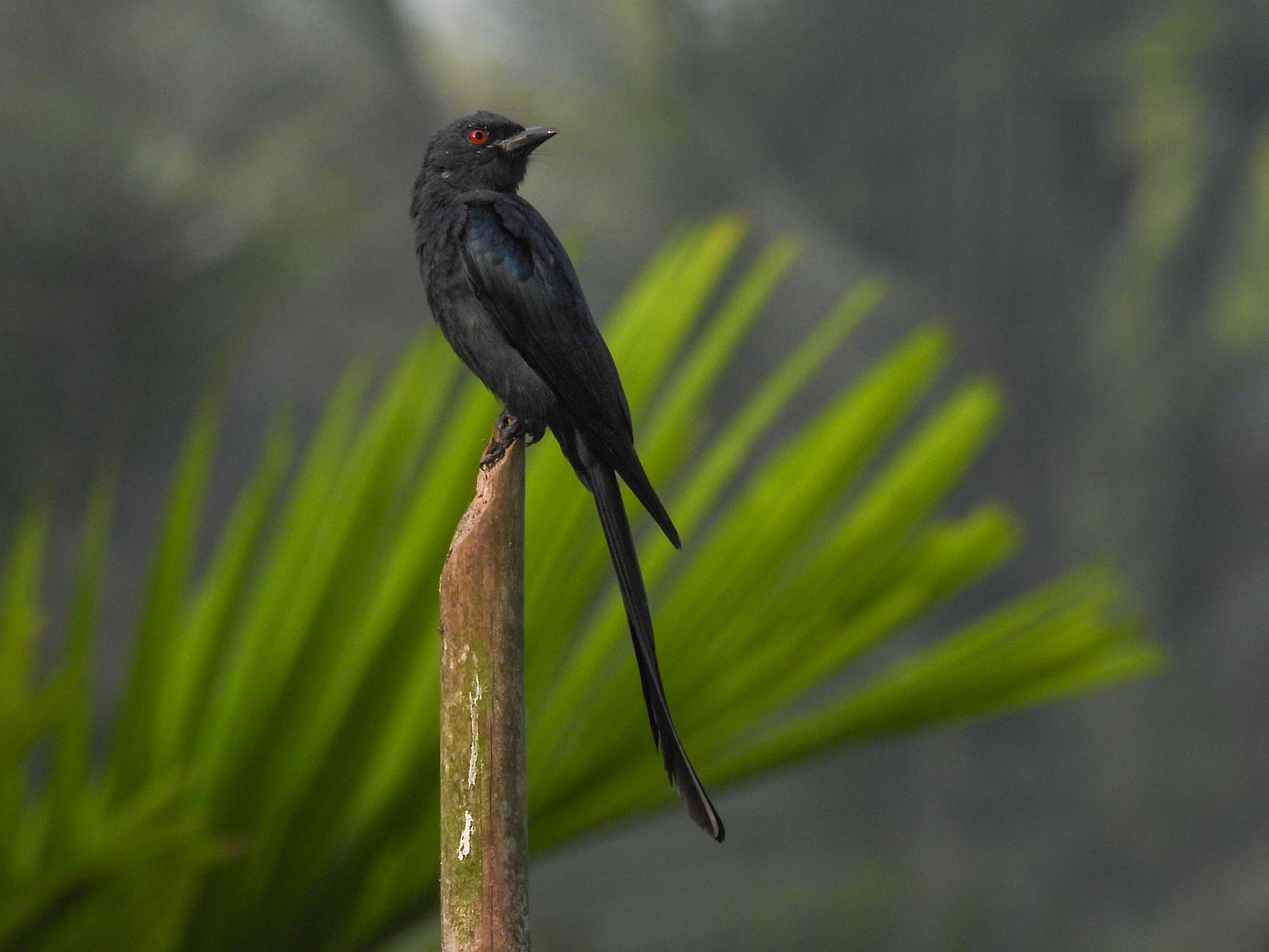 Ashy Drongo