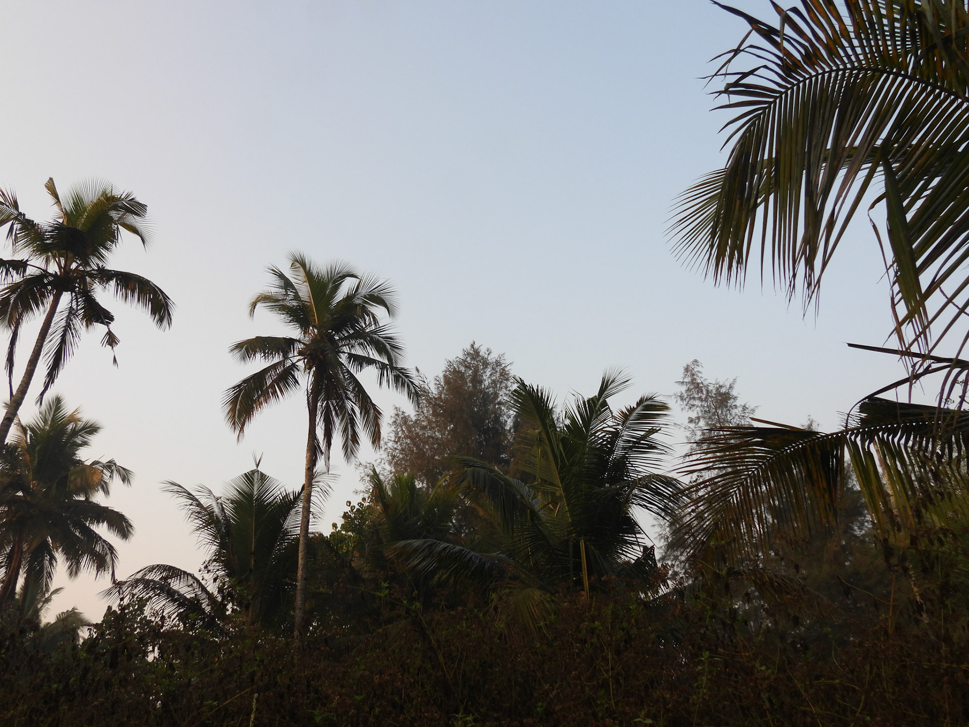In the thick of it (Alexandrine Parakeet in the top of the tree)