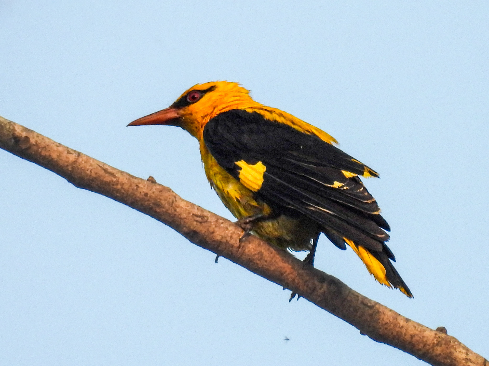 Indian Golden Oriole 