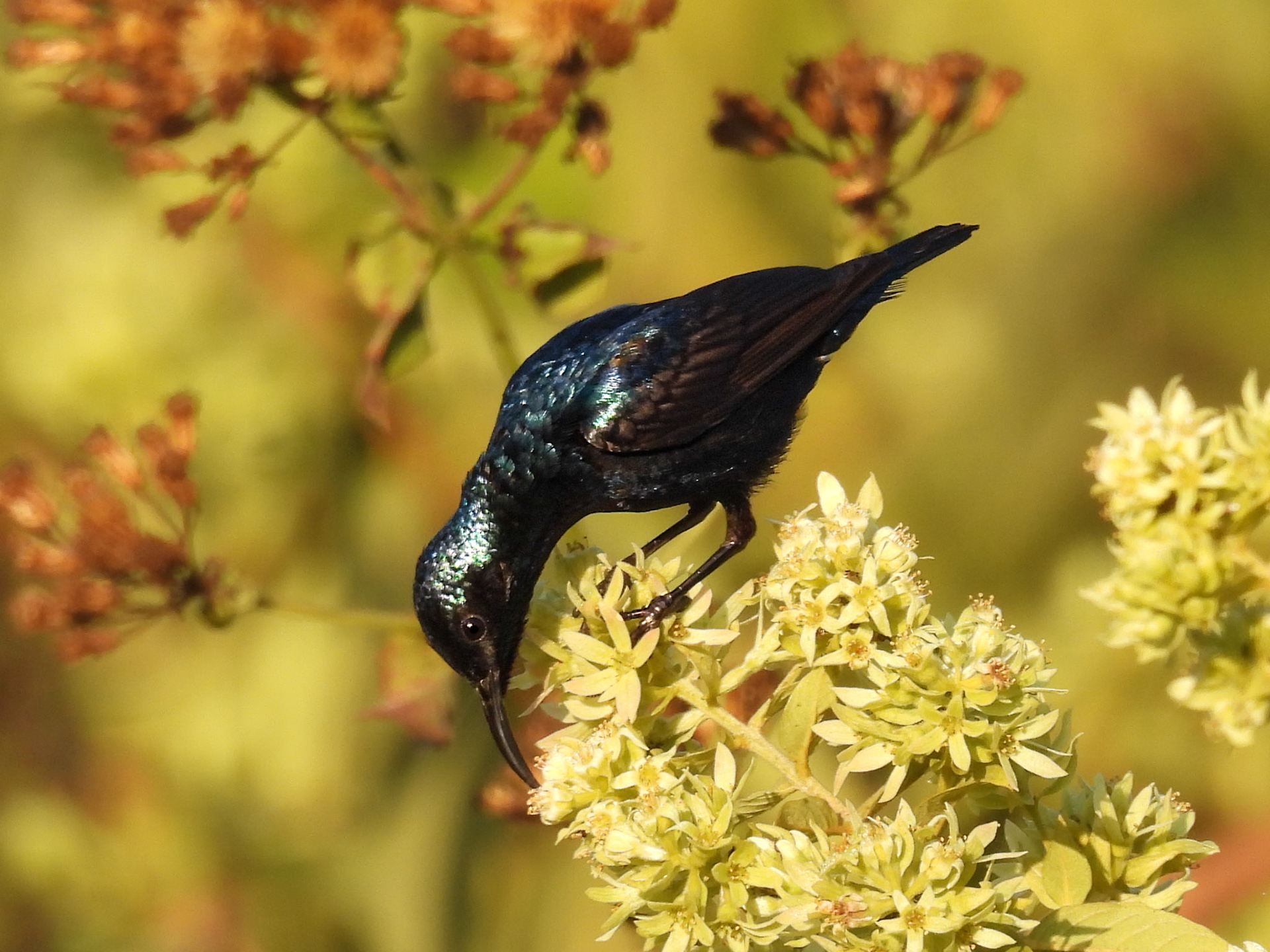 Purple Sunbird with breeding plumage 