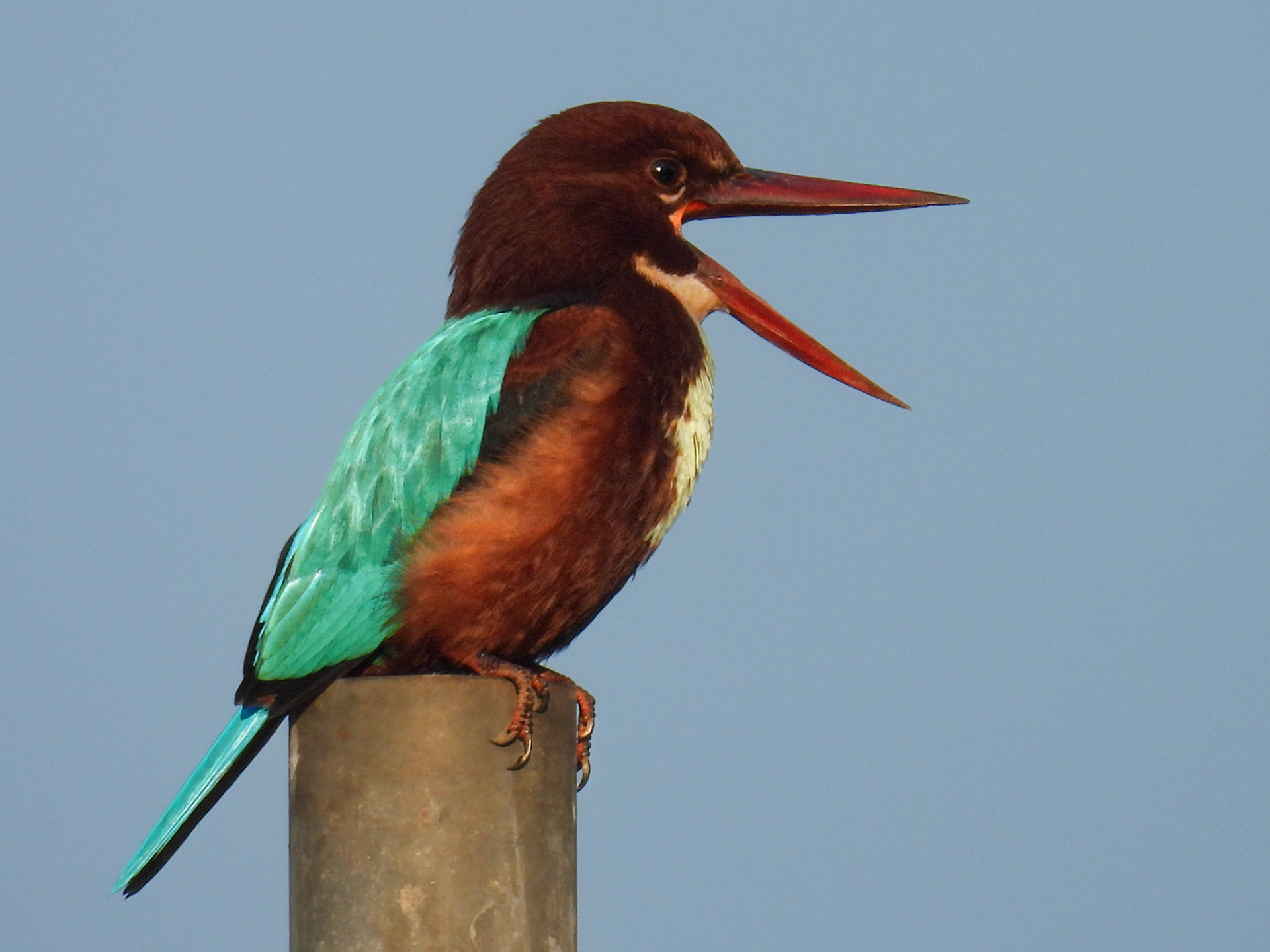 White-throated Kingfisher
