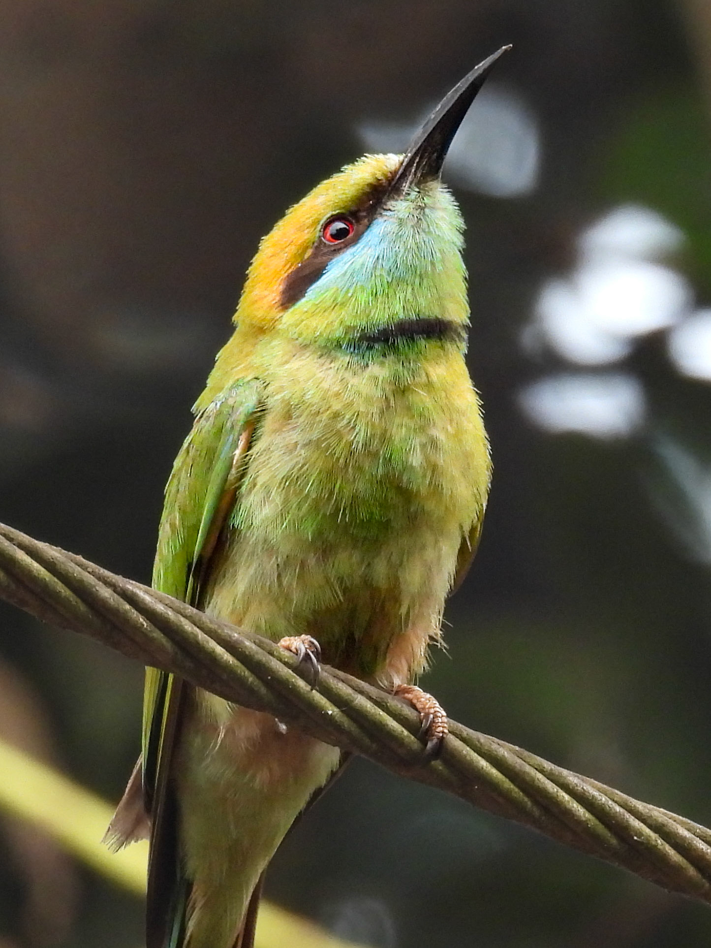 Green Bee-eater