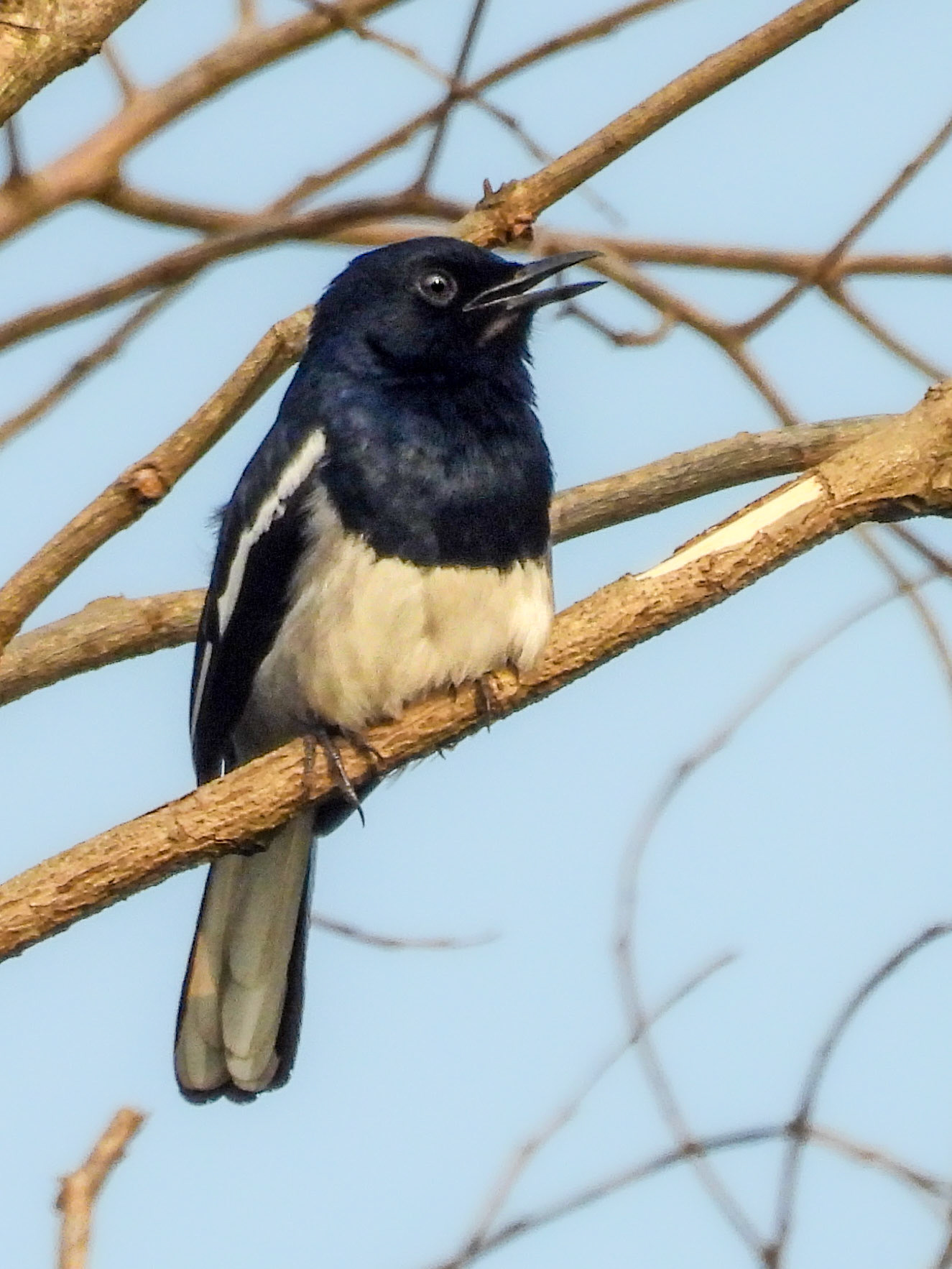 Oriental Magpie Robin