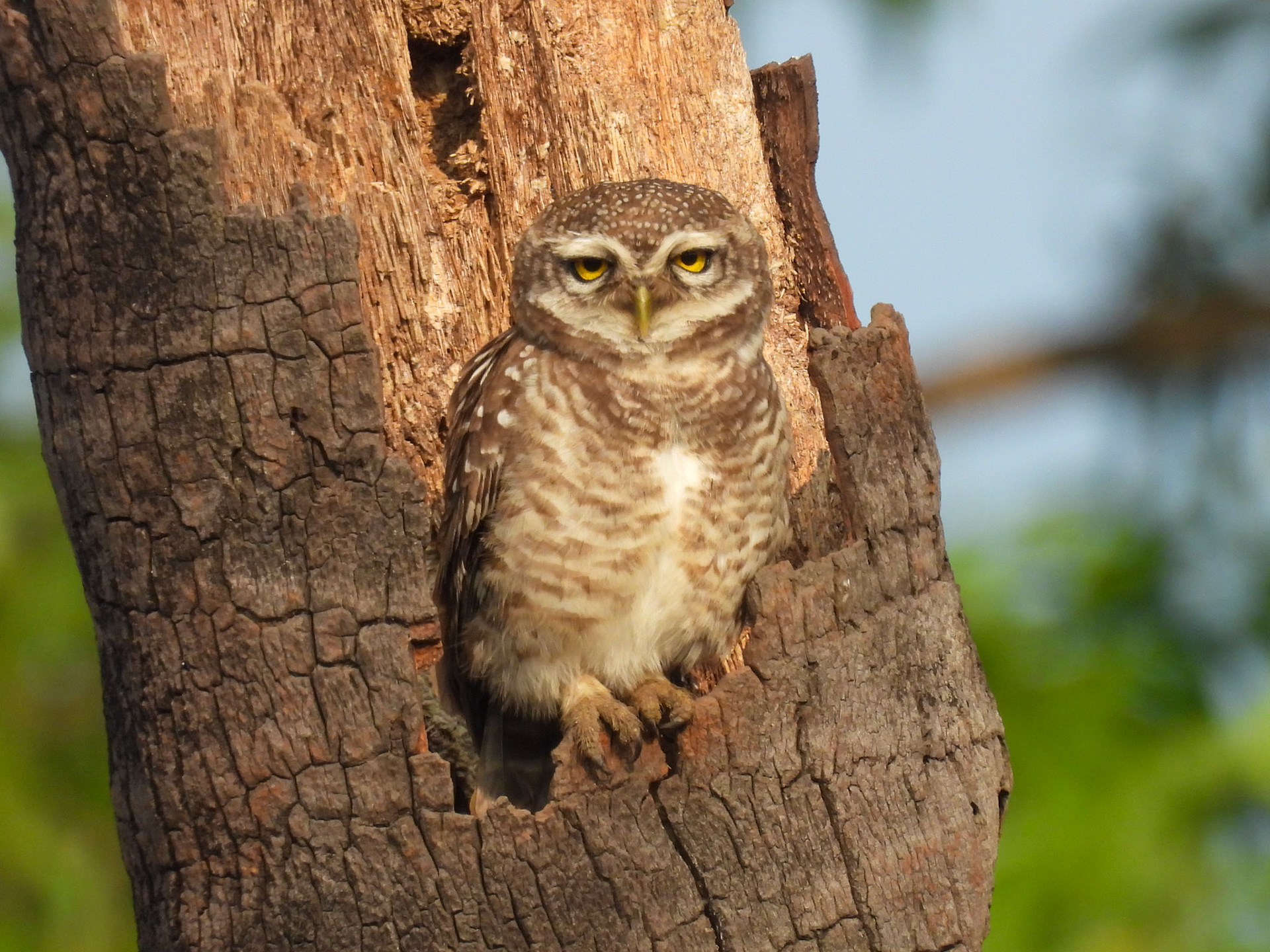 Spotted Owlet 