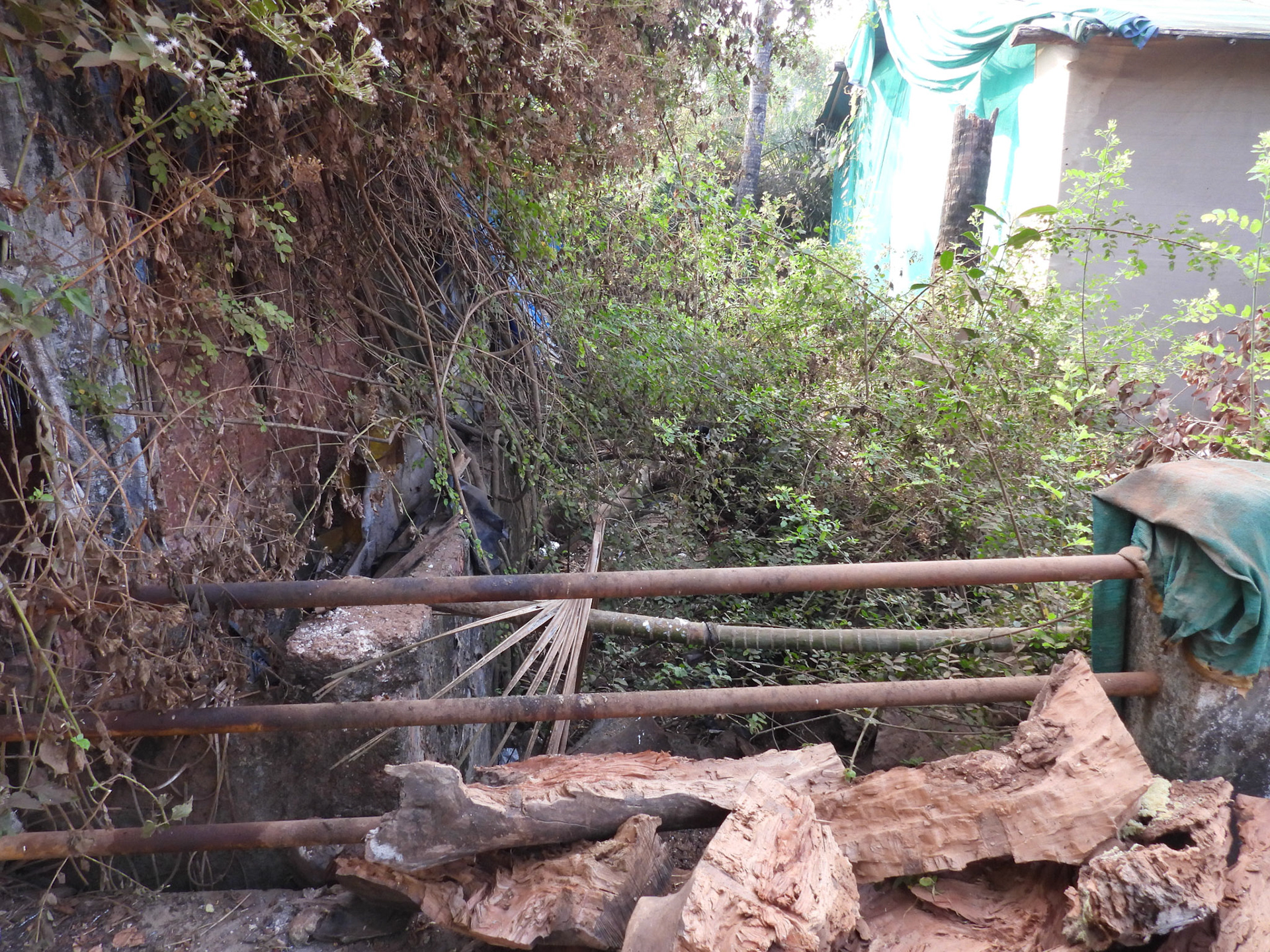 The ditch where I saw the Indian Pitta!