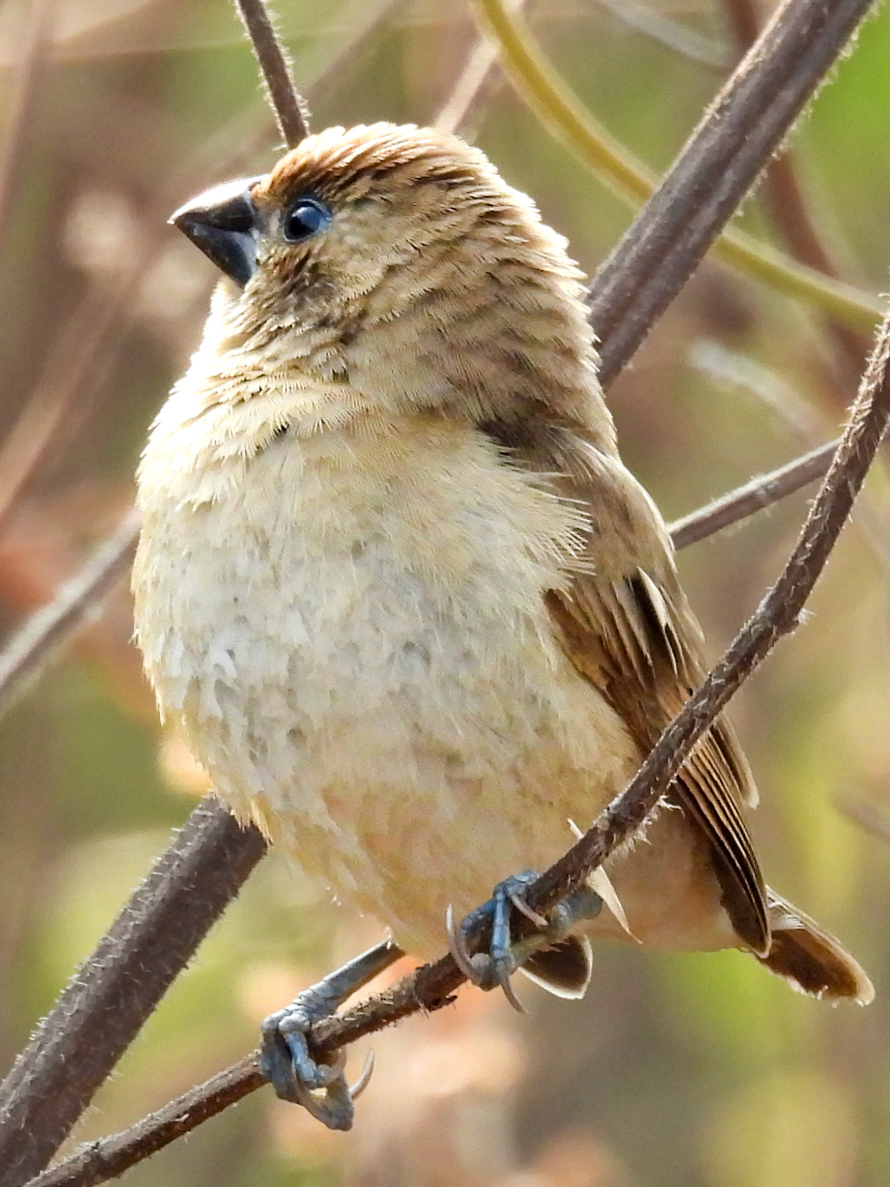 White-rumped Munia