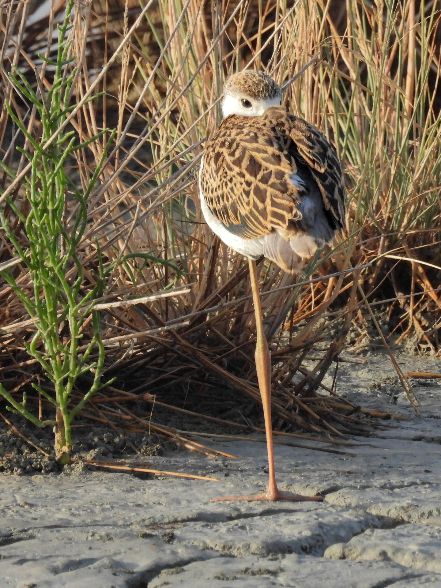 Black-winged Stilt Juvenile 