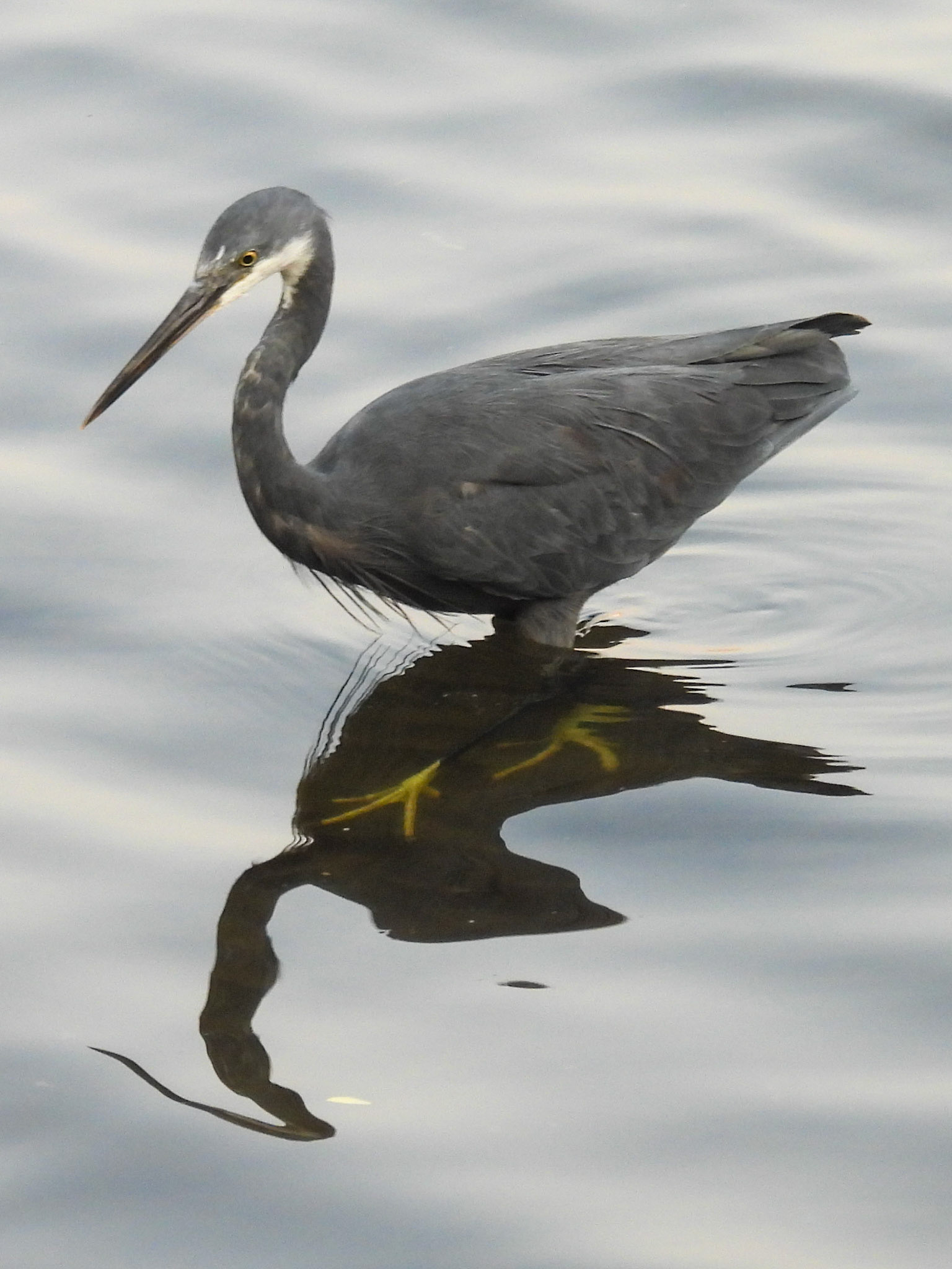 Western Reef Heron