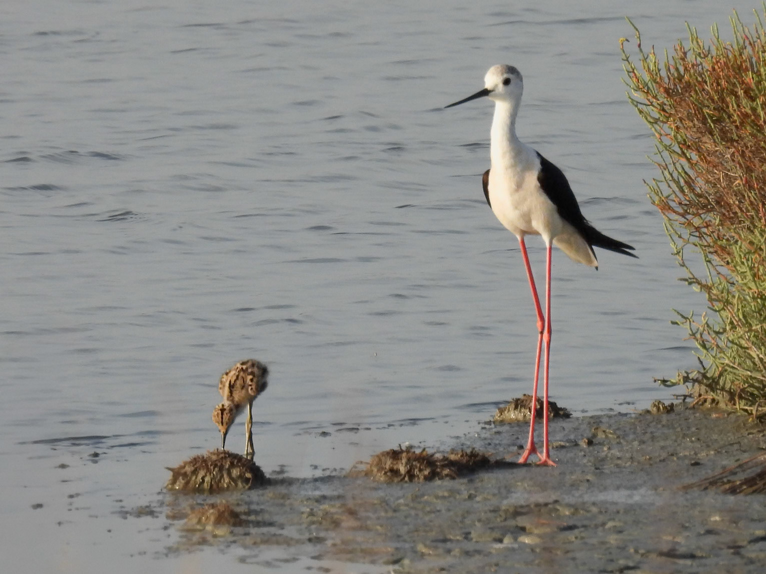 Black-winged Stilt